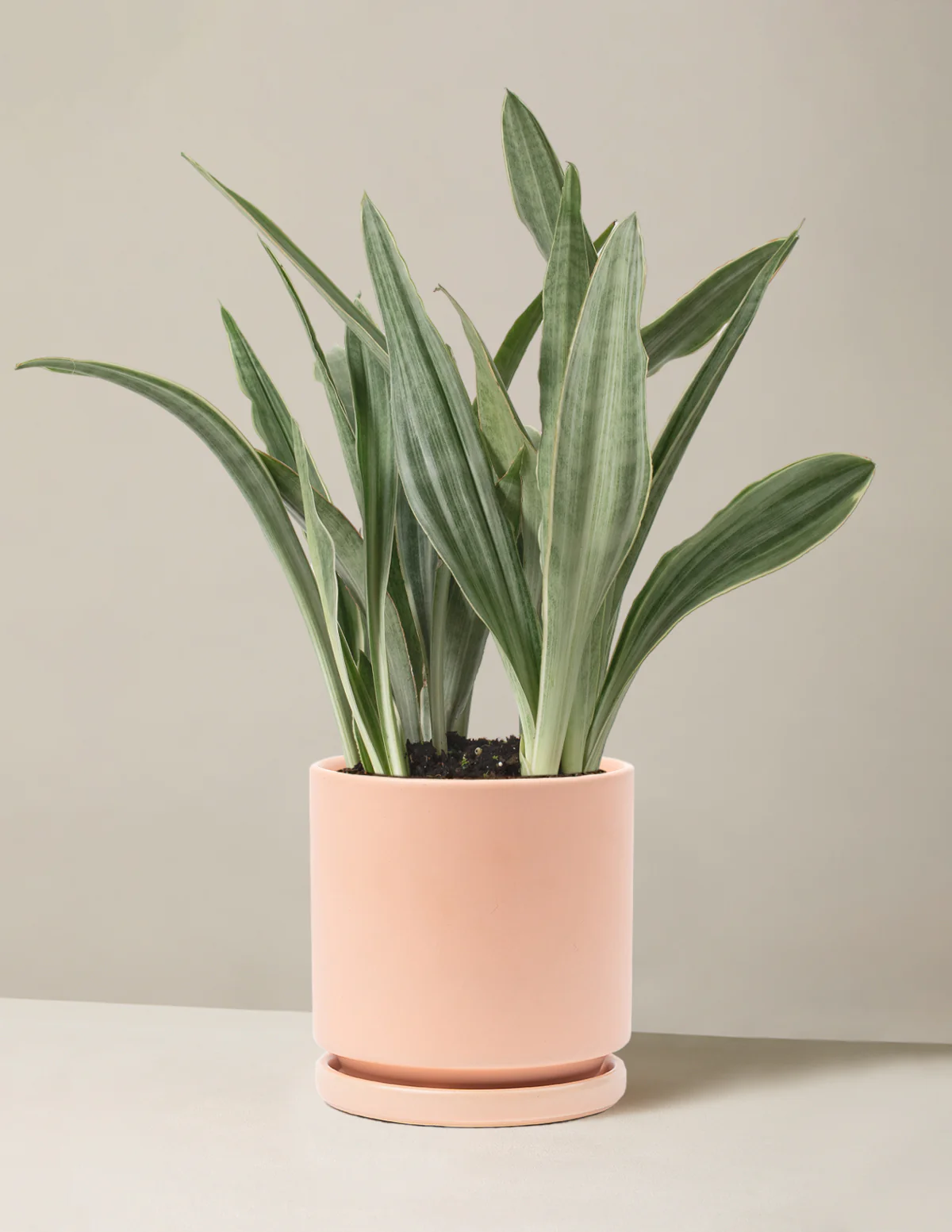 Snake Plant Sayuri - Image 10