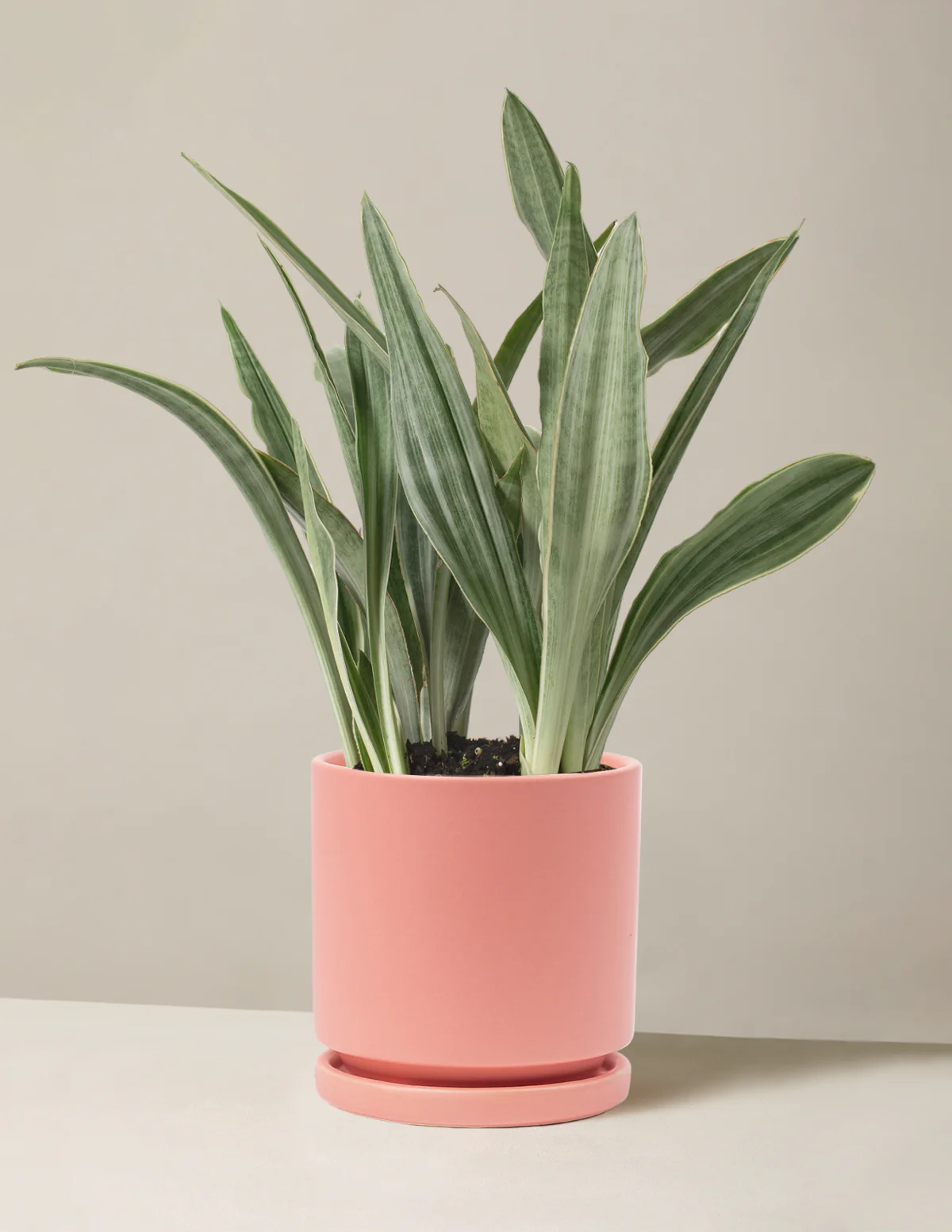 Snake Plant Sayuri - Image 11