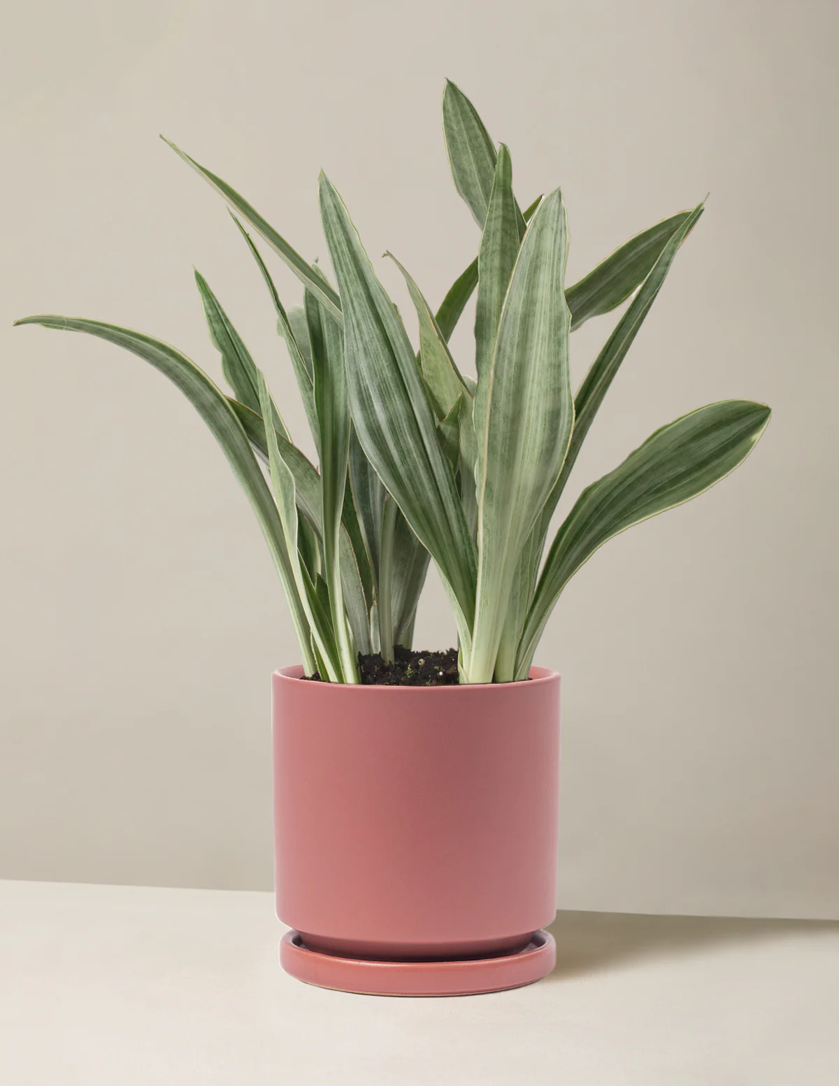 Snake Plant Sayuri - Image 13