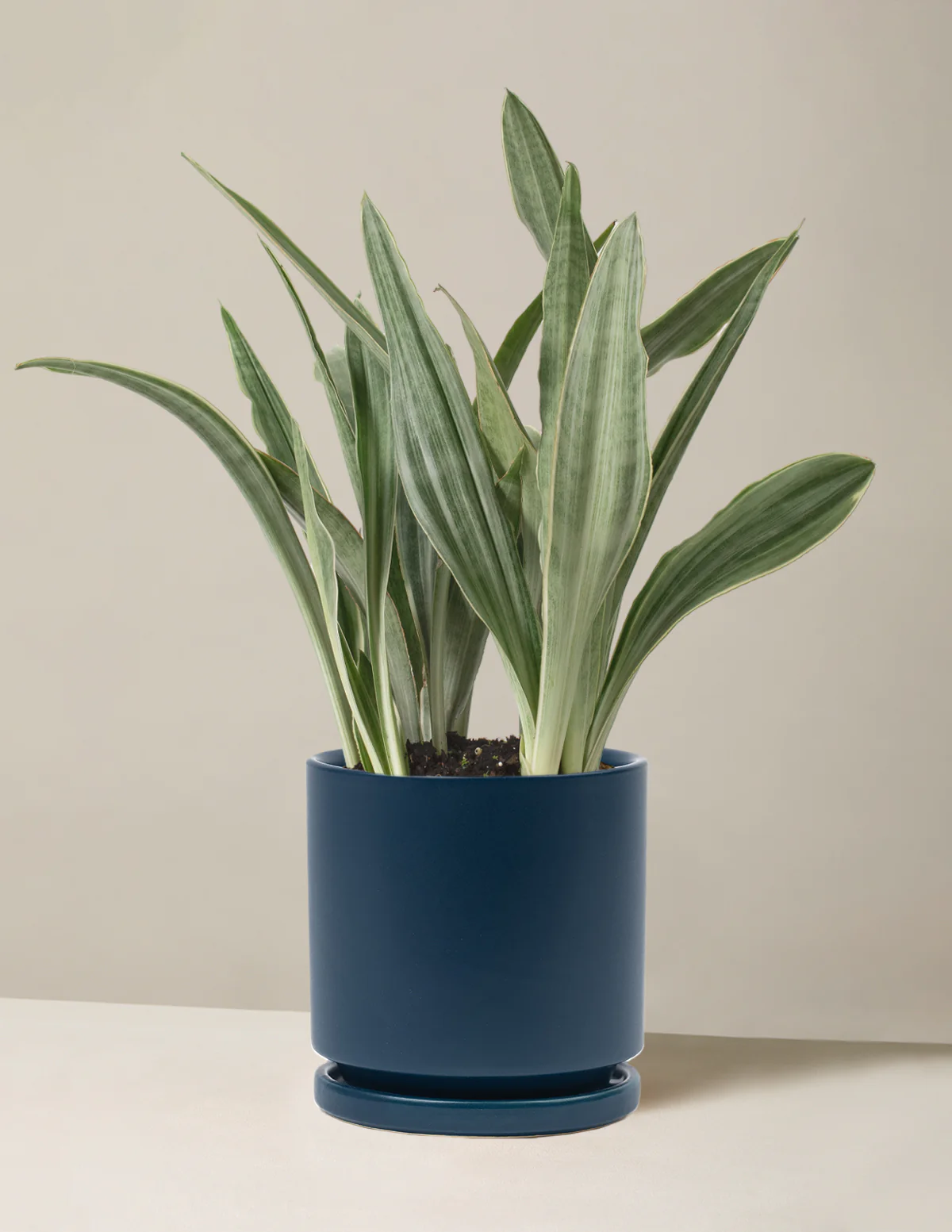 Snake Plant Sayuri - Image 14