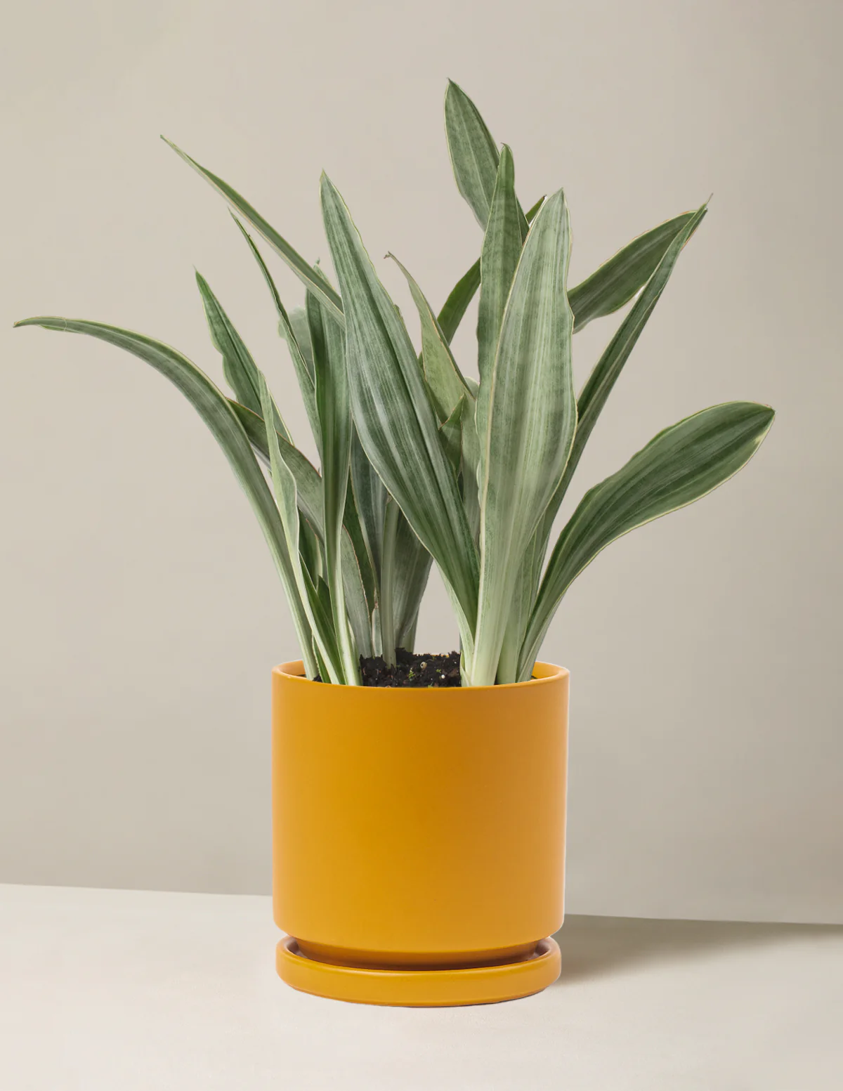 Snake Plant Sayuri - Image 15