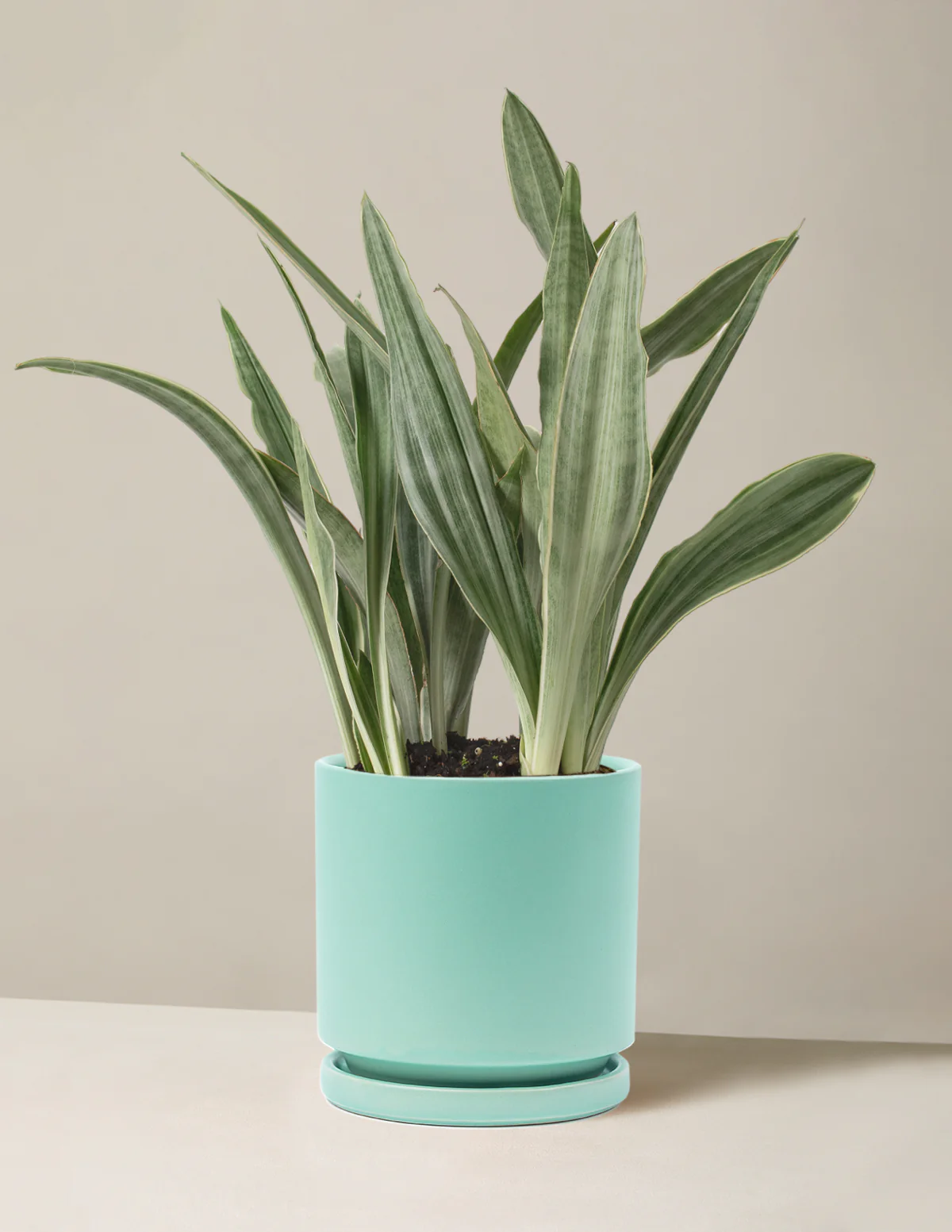 Snake Plant Sayuri - Image 17
