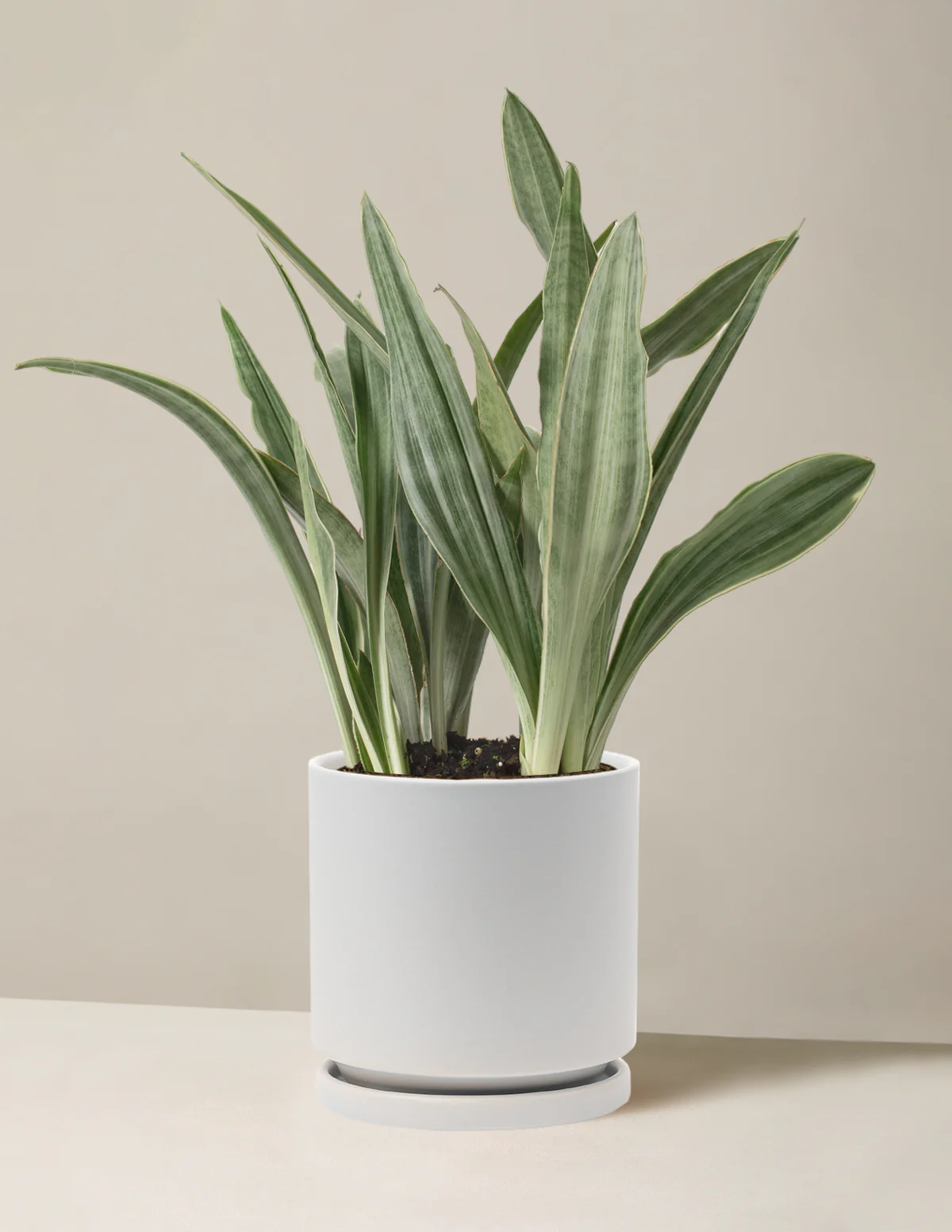 Snake Plant Sayuri - Image 18
