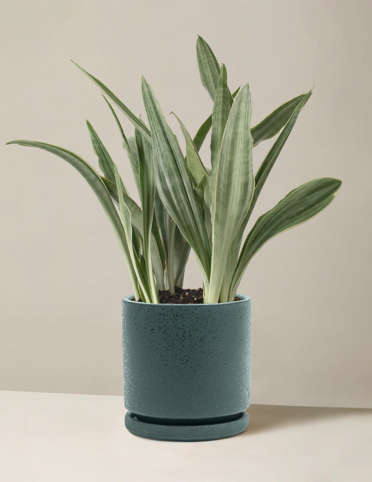 Snake Plant Sayuri - Image 19
