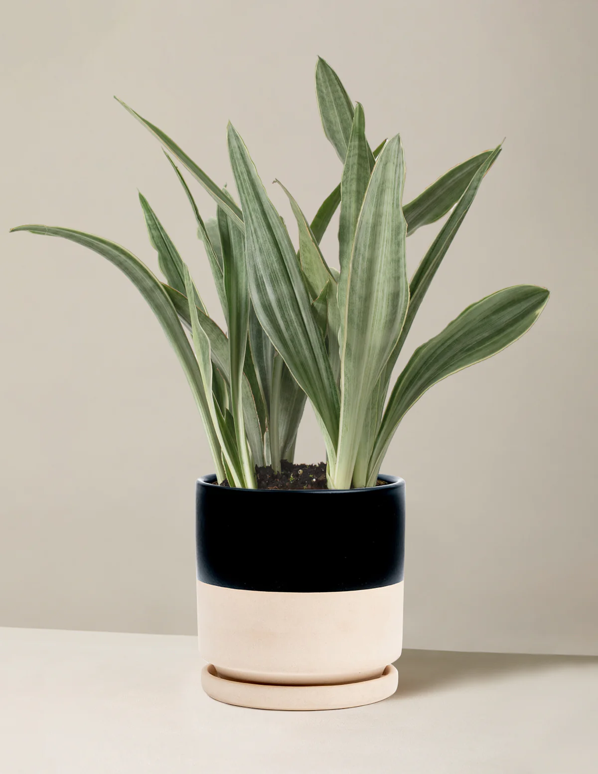 Snake Plant Sayuri - Image 20