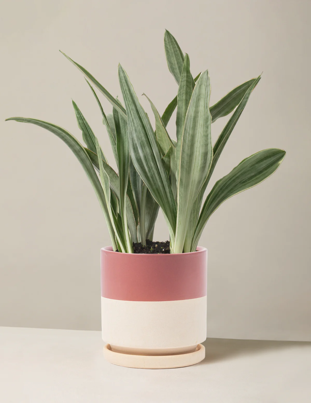 Snake Plant Sayuri - Image 21