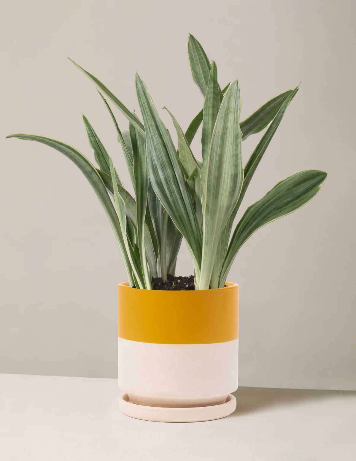 Snake Plant Sayuri - Image 22