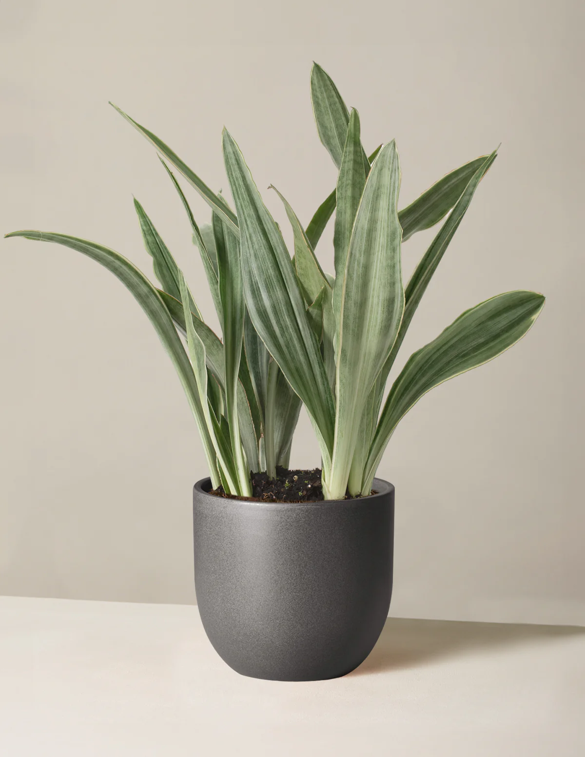 Snake Plant Sayuri - Image 3