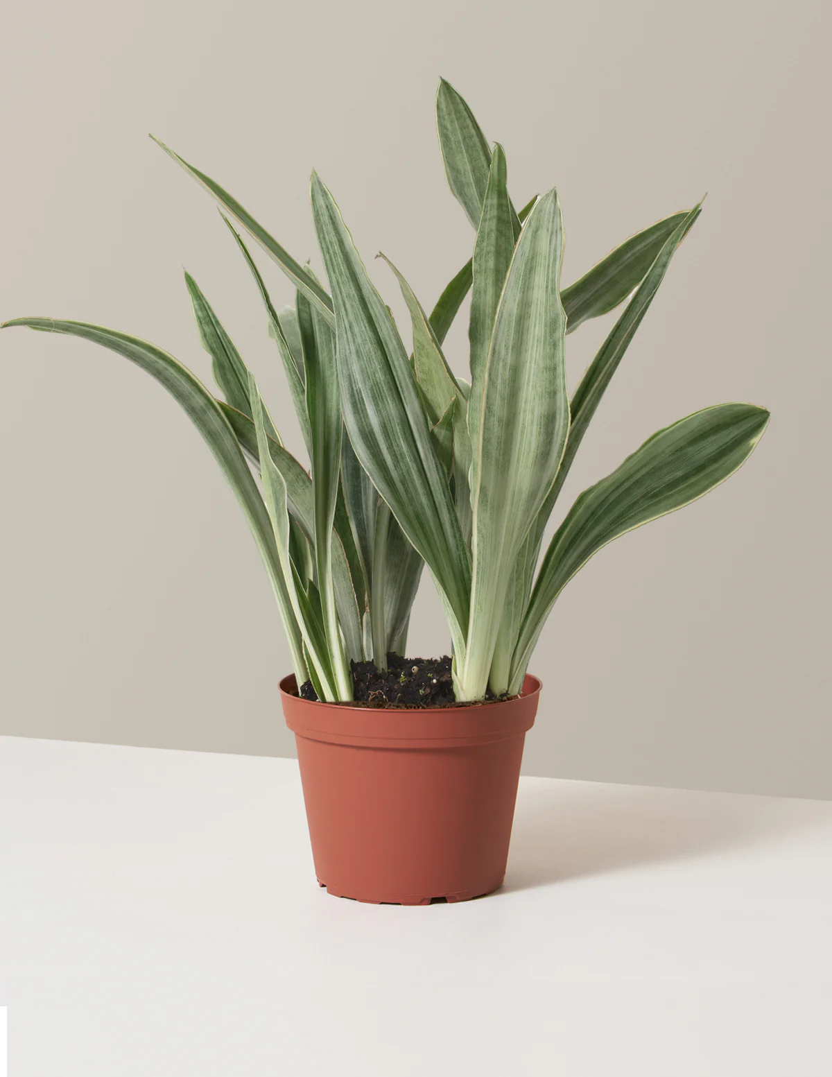 Snake Plant Sayuri - Image 4