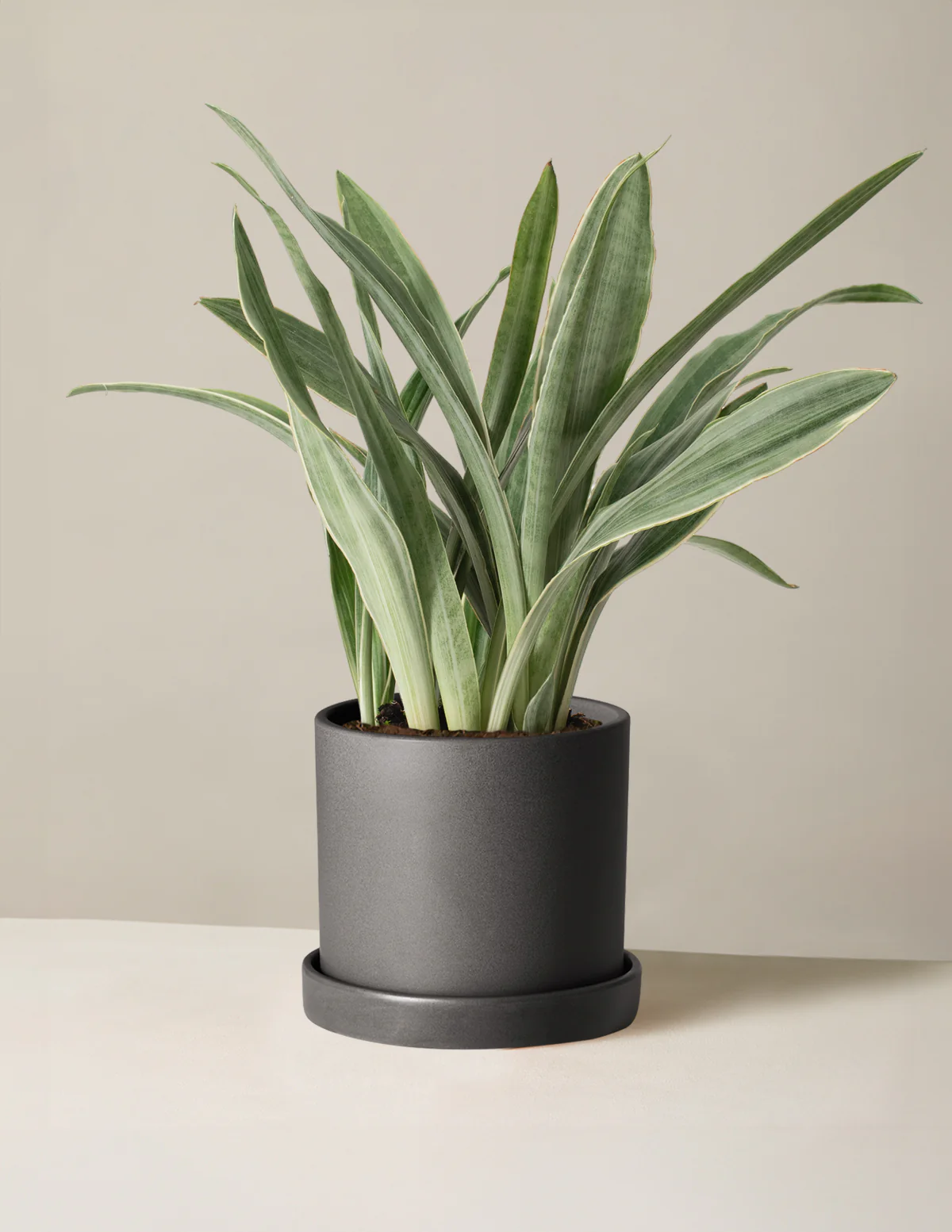 Snake Plant Sayuri - Image 5
