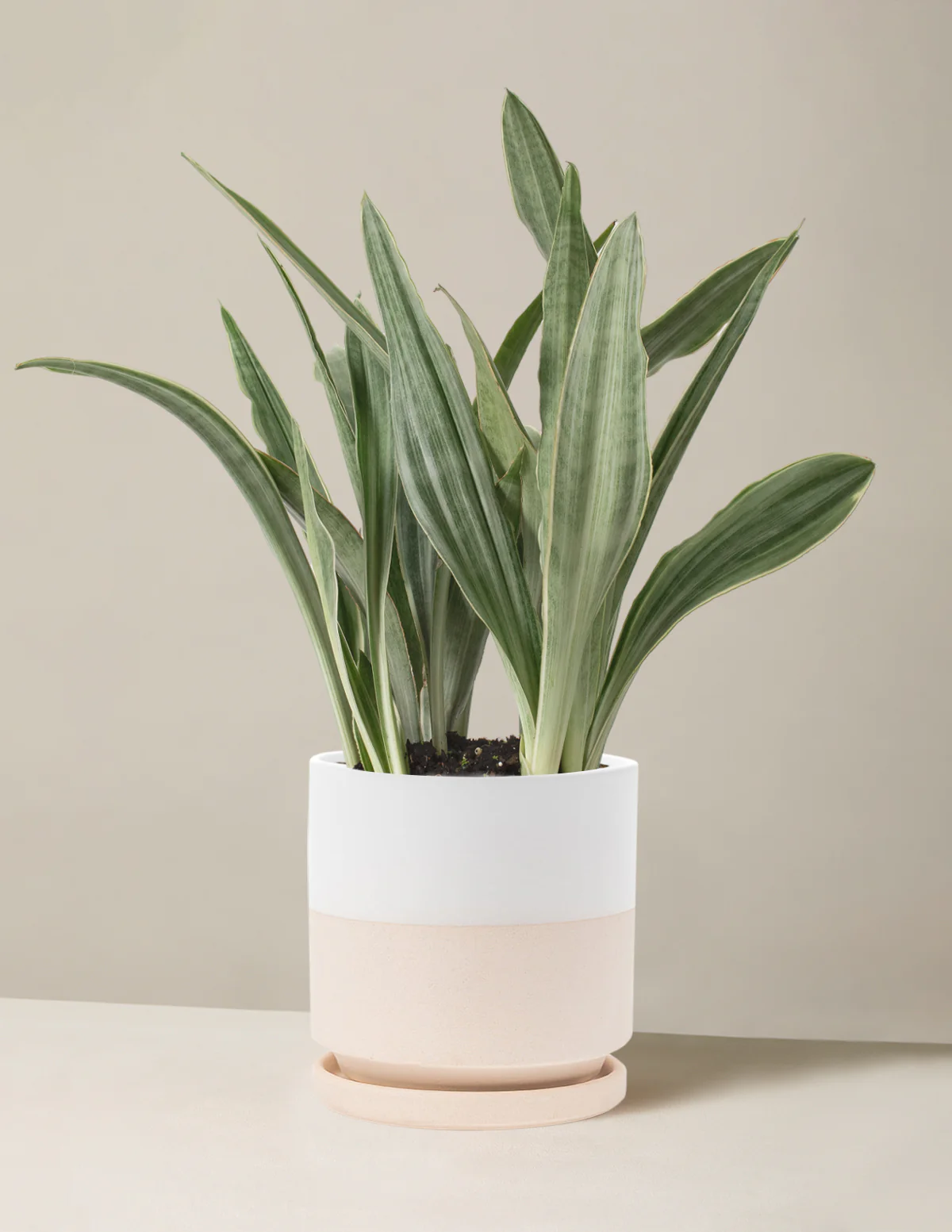 Snake Plant Sayuri - Image 7