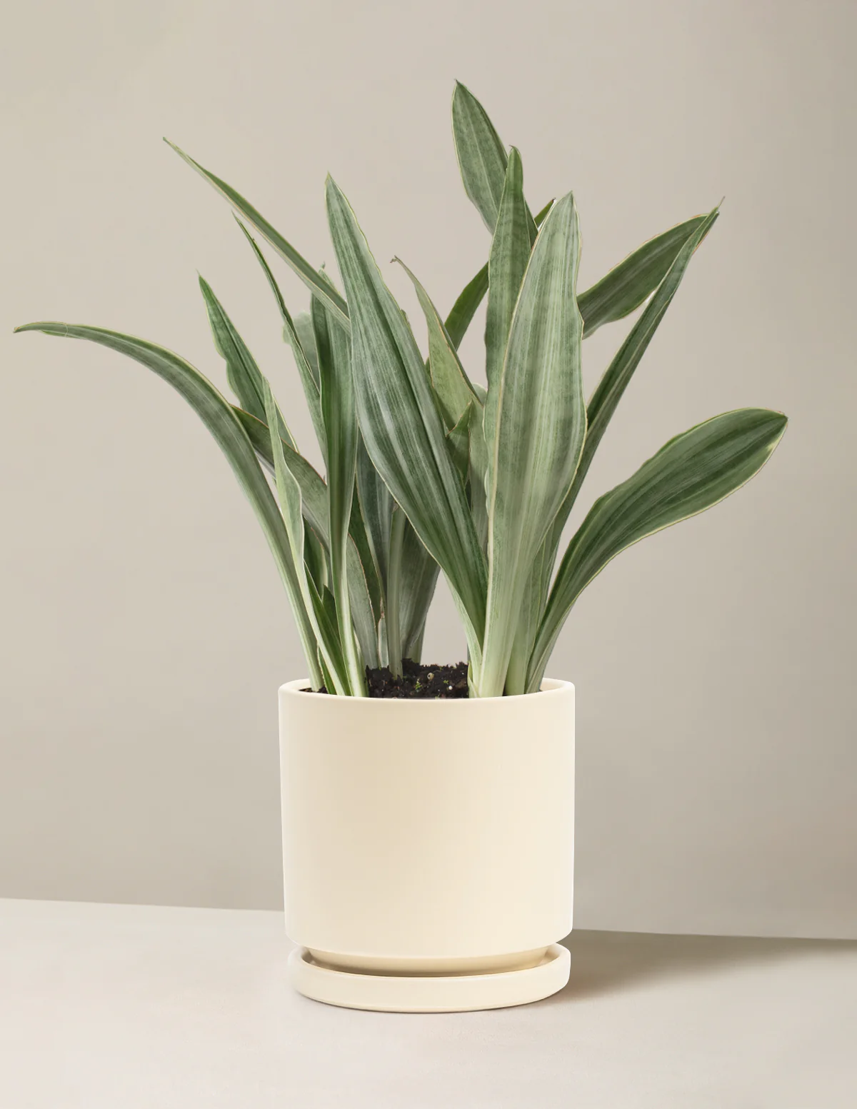 Snake Plant Sayuri - Image 8