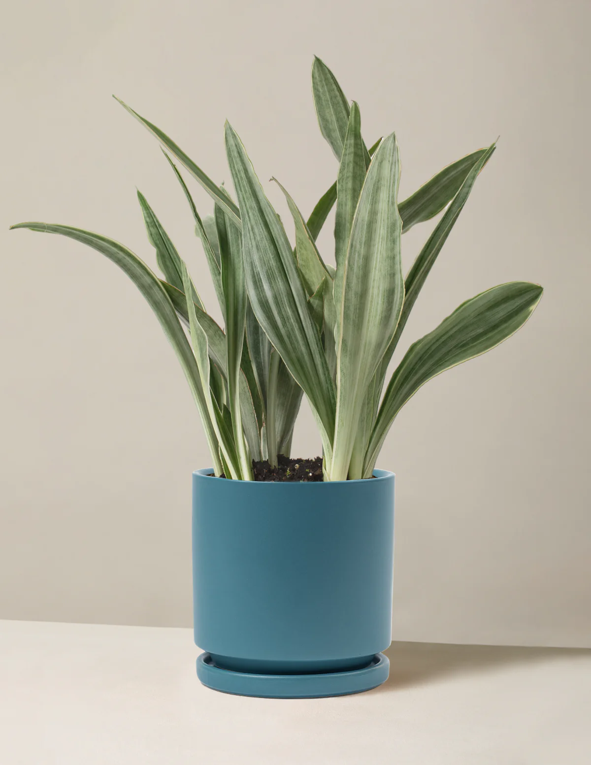 Snake Plant Sayuri - Image 9