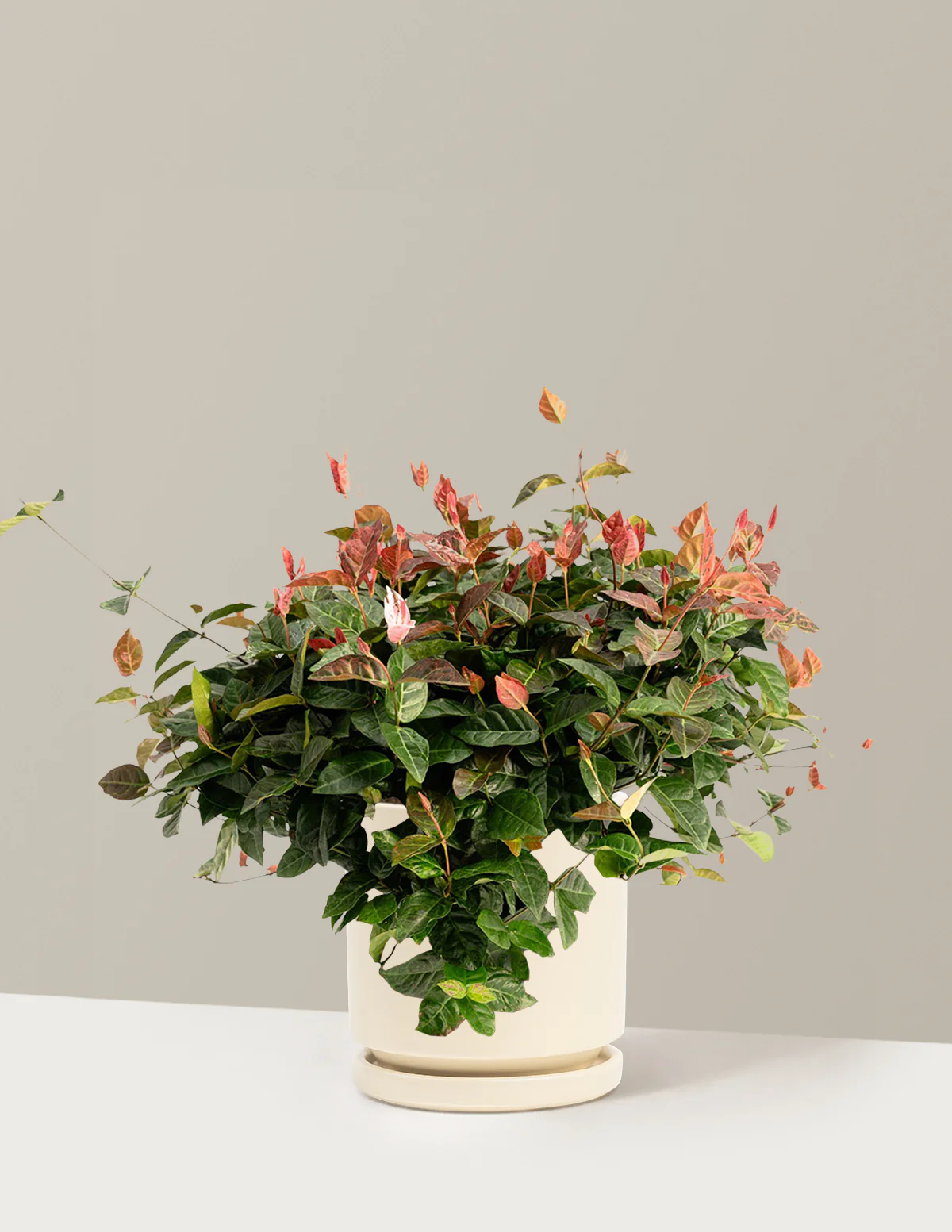 Snow-N-Summer™ Asiatic Jasmine