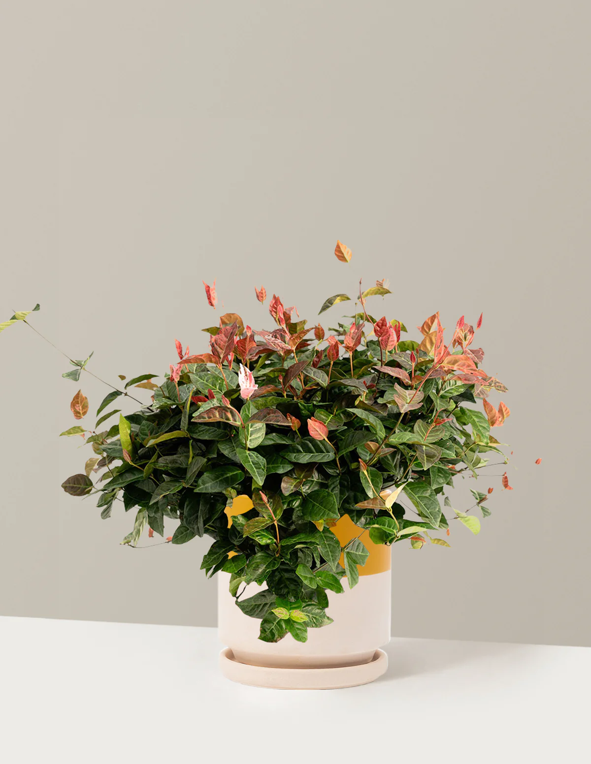 Snow-N-Summer™ Asiatic Jasmine - Image 10