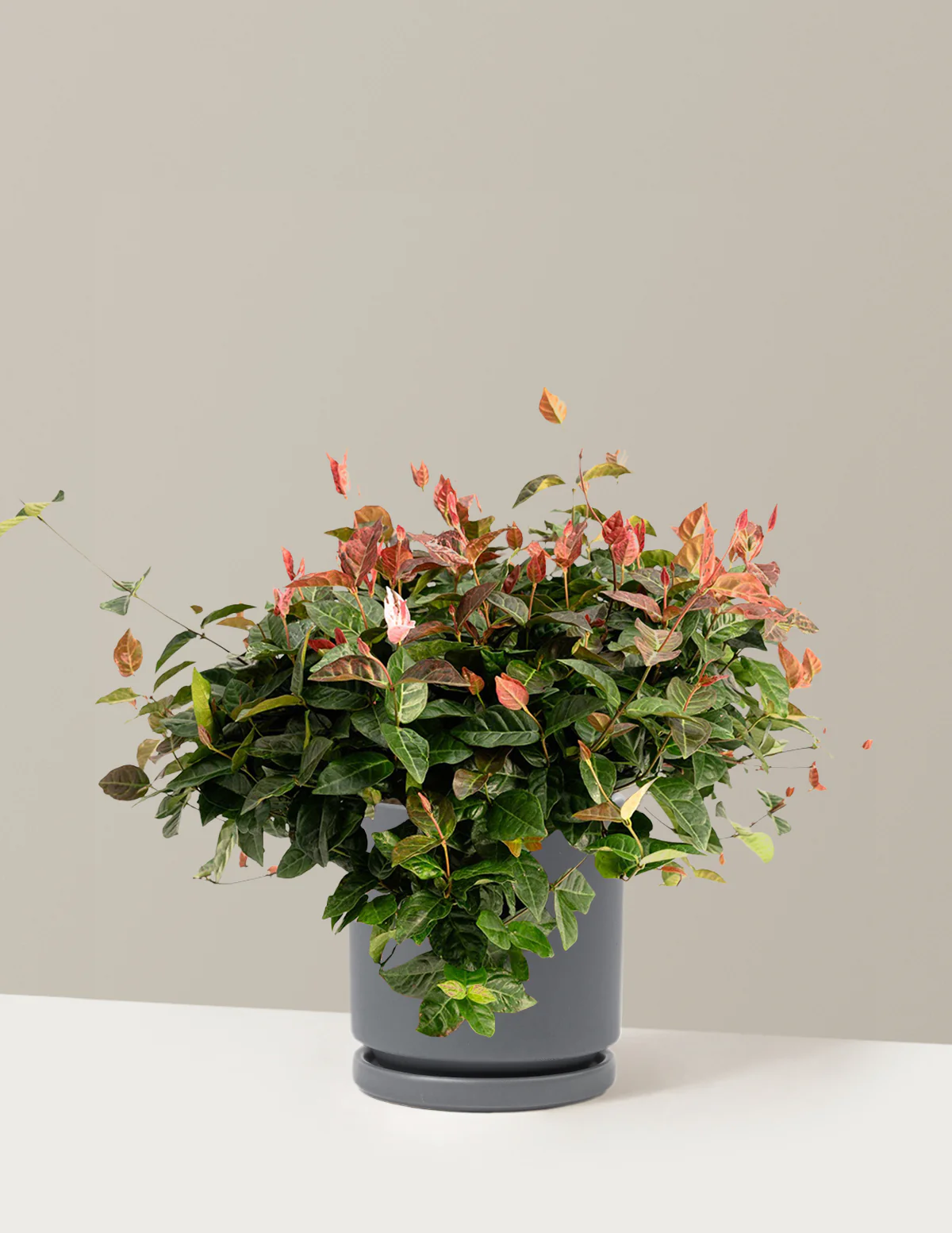 Snow-N-Summer™ Asiatic Jasmine - Image 11