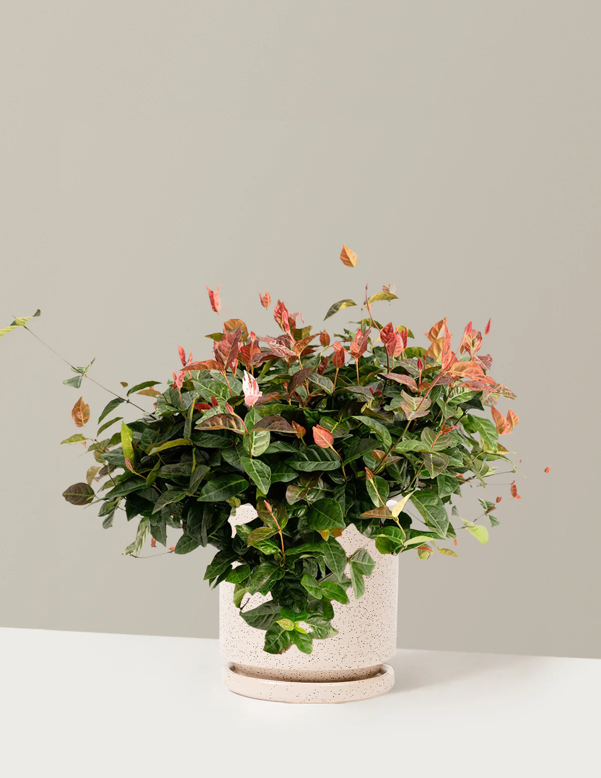 Snow-N-Summer™ Asiatic Jasmine - Image 12
