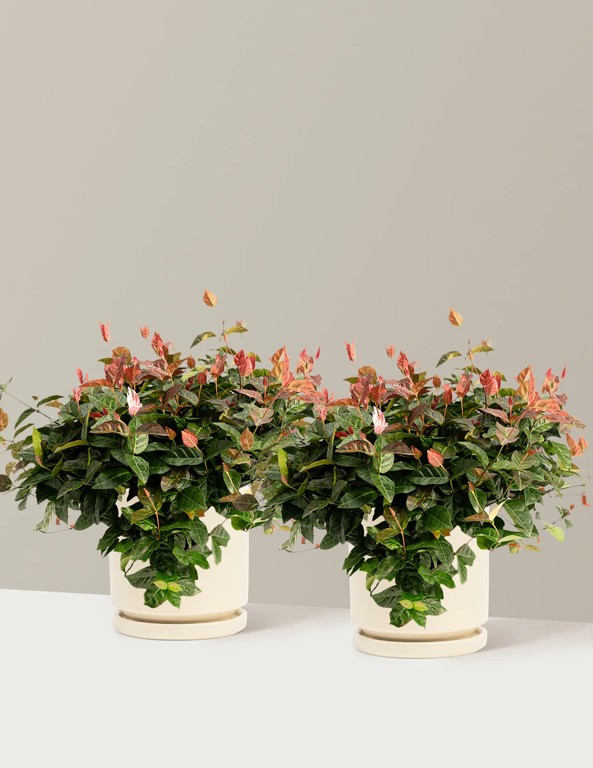 Snow-N-Summer™ Asiatic Jasmine - Image 13