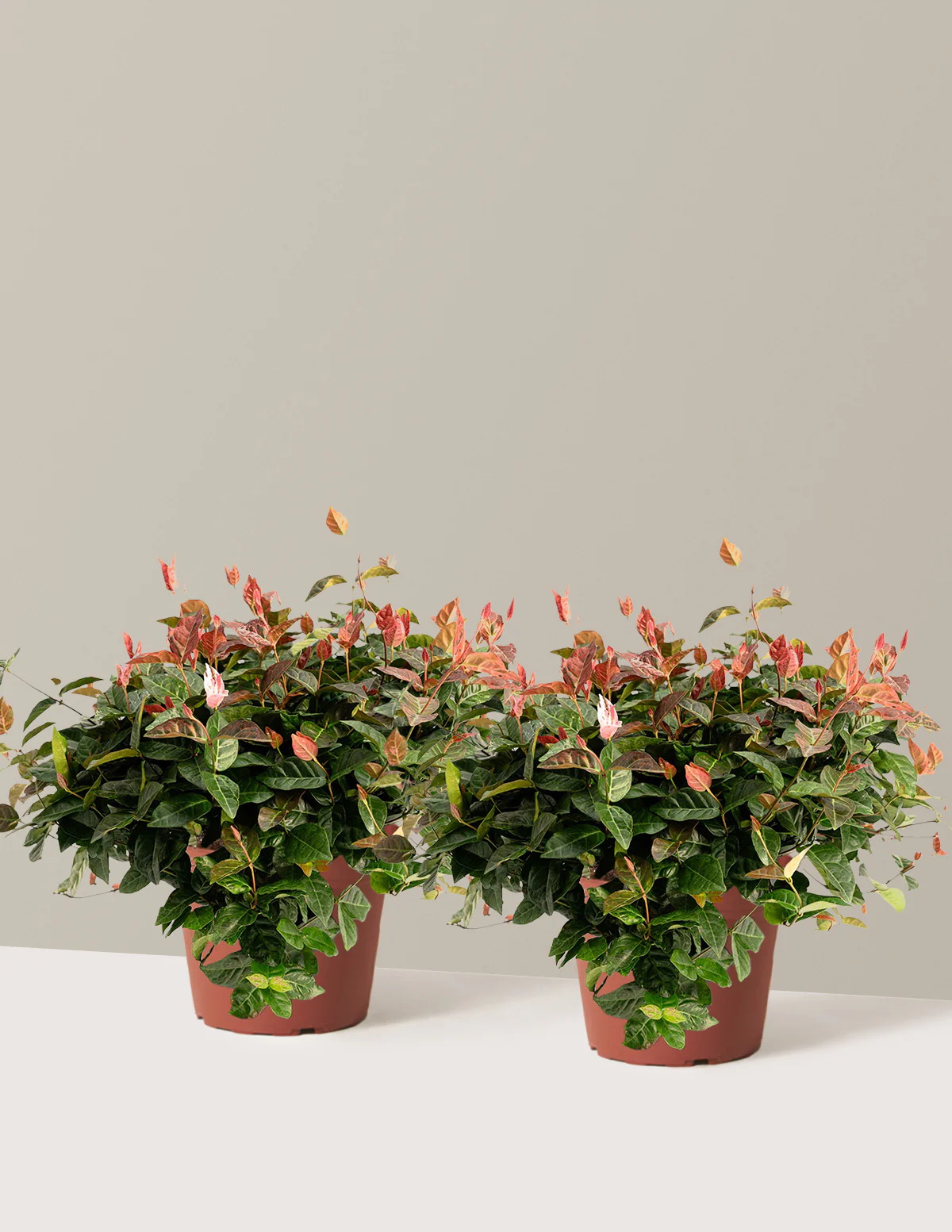 Snow-N-Summer™ Asiatic Jasmine - Image 14