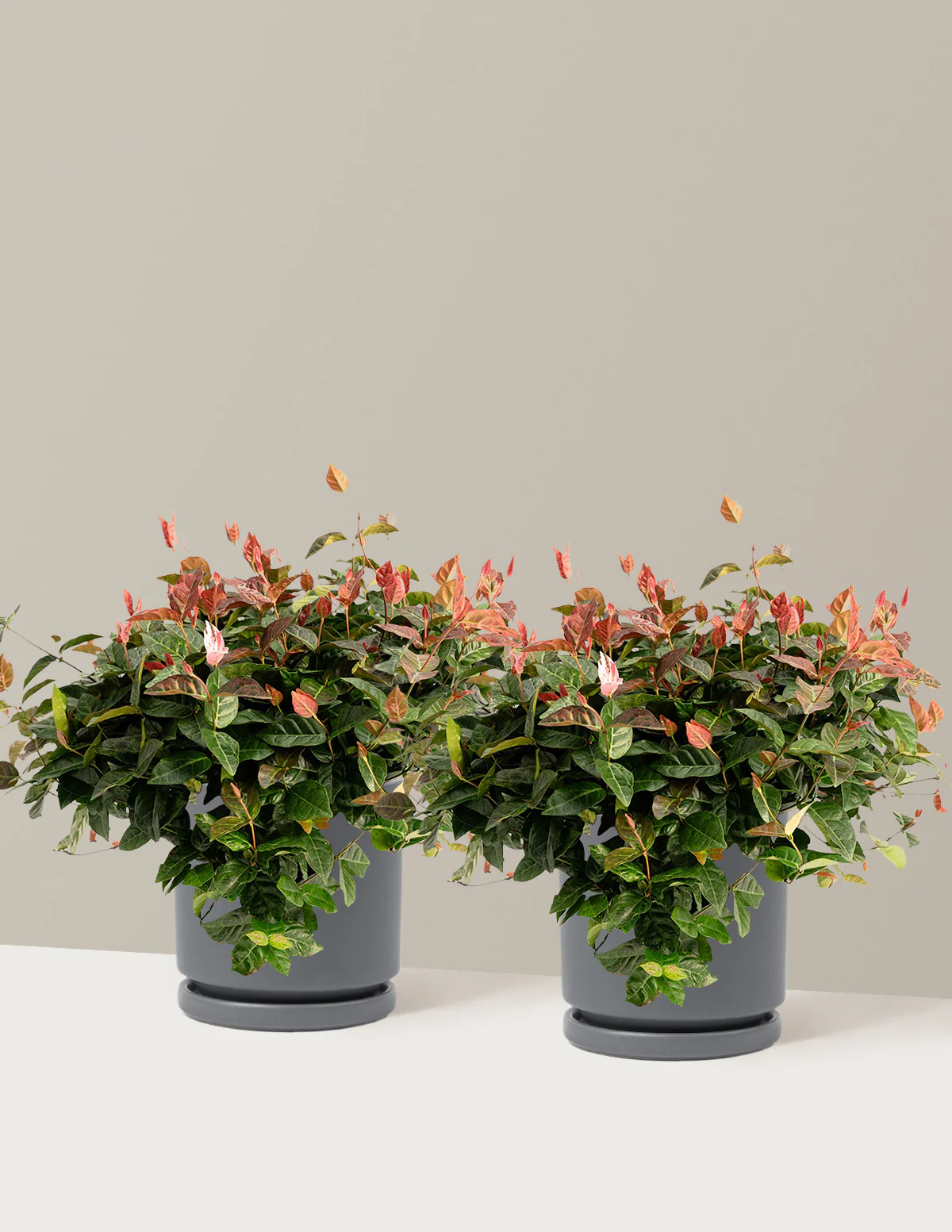 Snow-N-Summer™ Asiatic Jasmine - Image 15