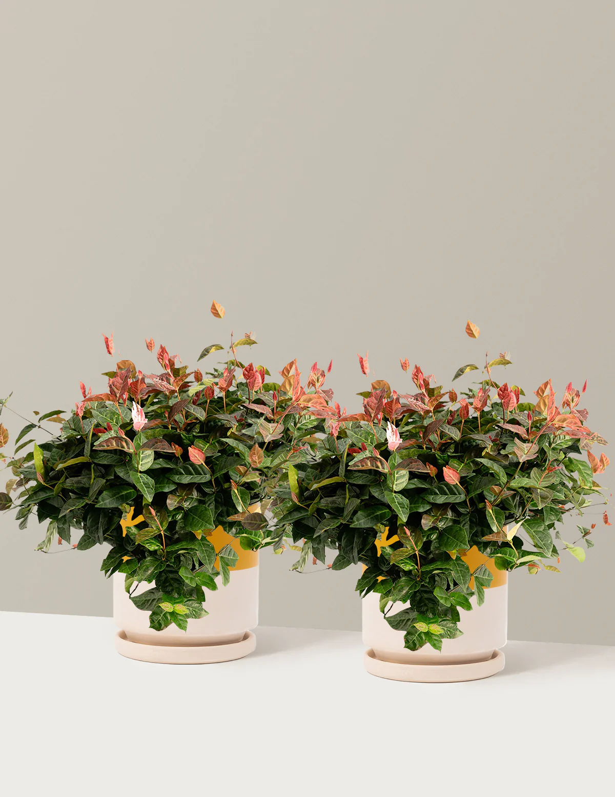 Snow-N-Summer™ Asiatic Jasmine - Image 16