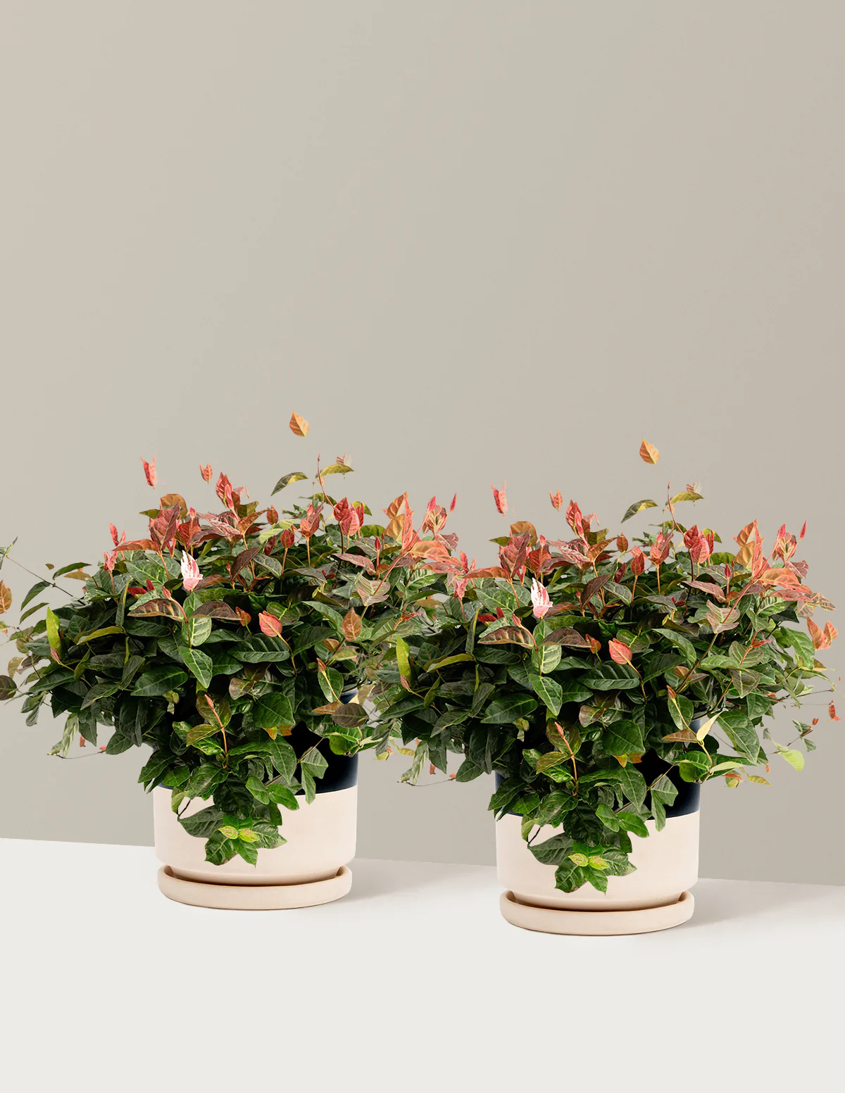 Snow-N-Summer™ Asiatic Jasmine - Image 17