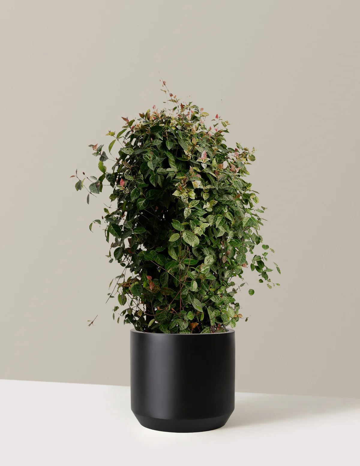 Snow-N-Summer™ Asiatic Jasmine - Image 19