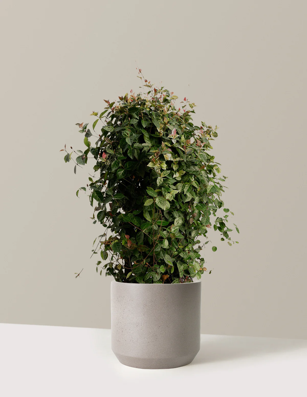 Snow-N-Summer™ Asiatic Jasmine - Image 20
