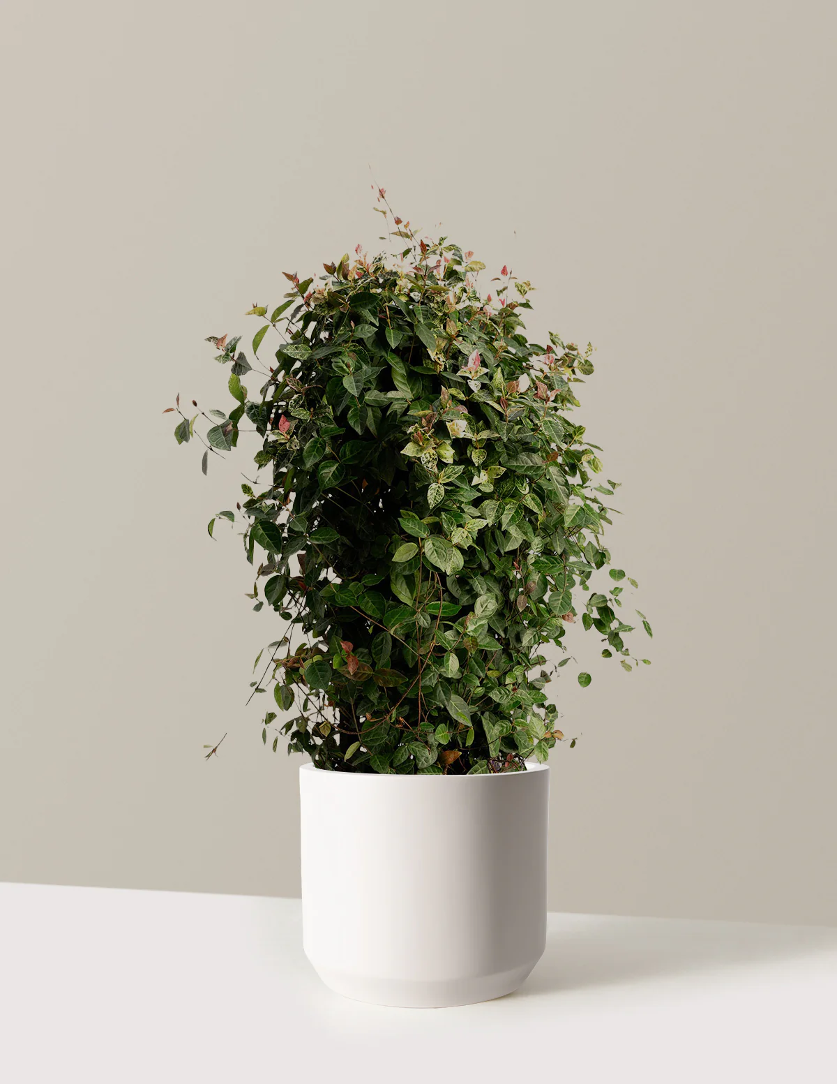 Snow-N-Summer™ Asiatic Jasmine - Image 21