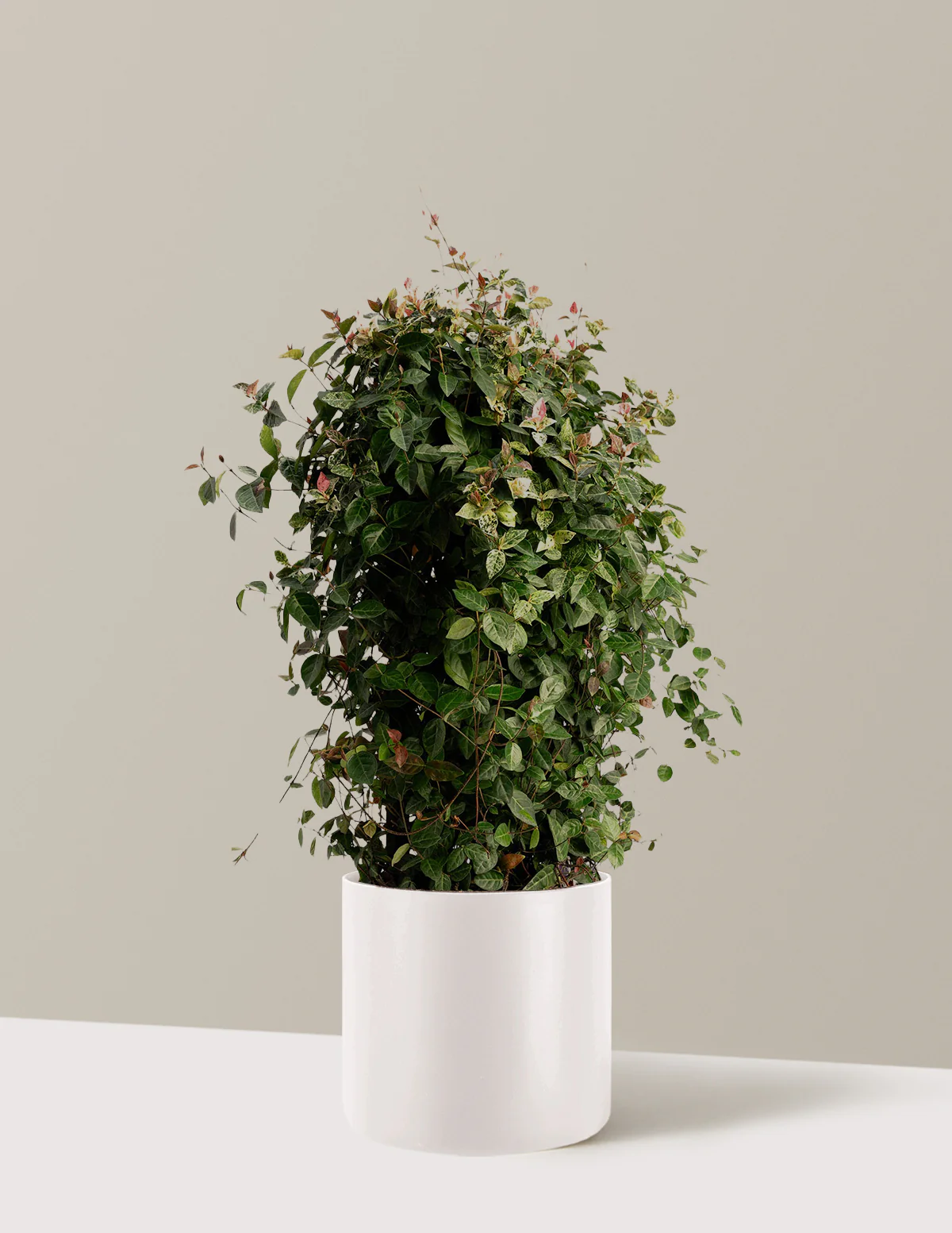 Snow-N-Summer™ Asiatic Jasmine - Image 22