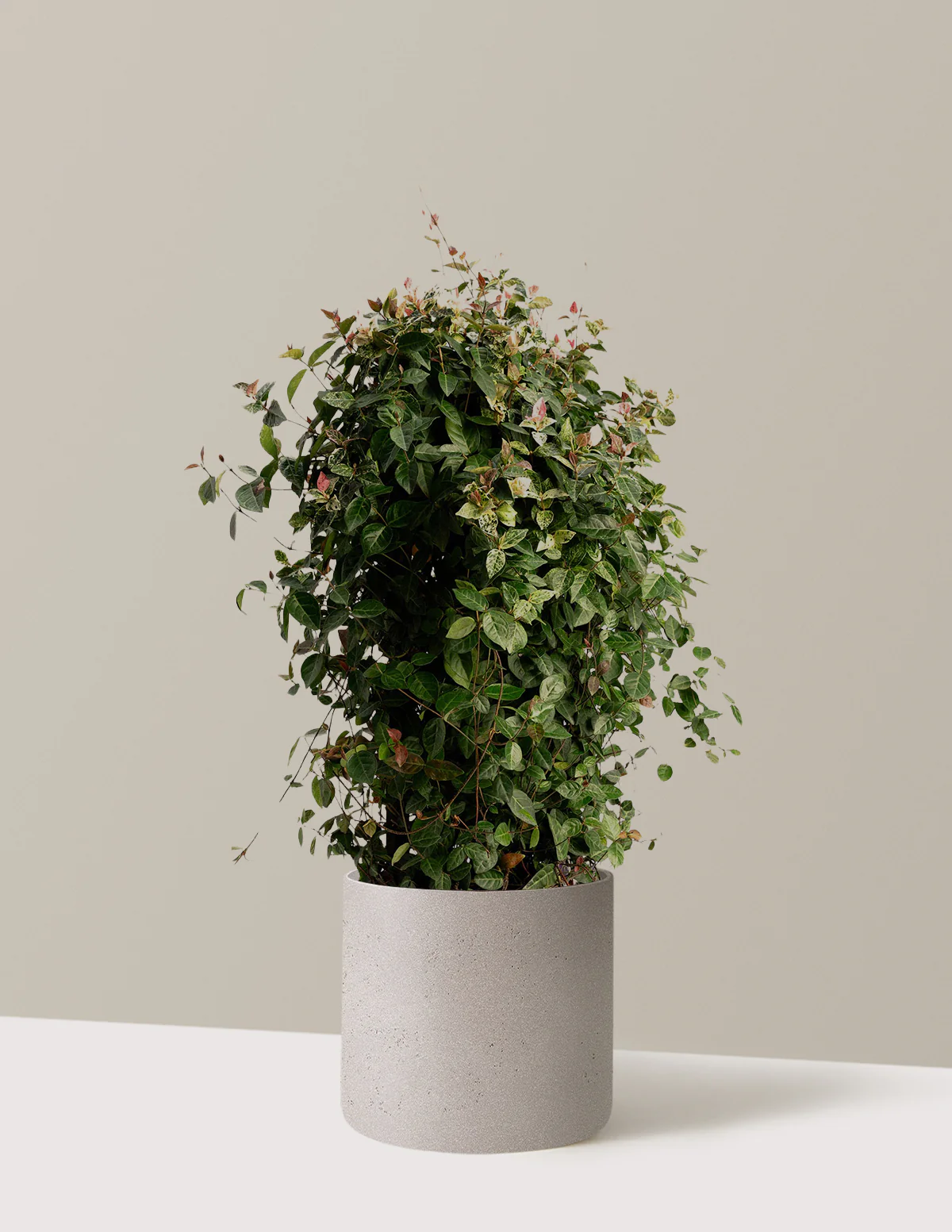 Snow-N-Summer™ Asiatic Jasmine - Image 23