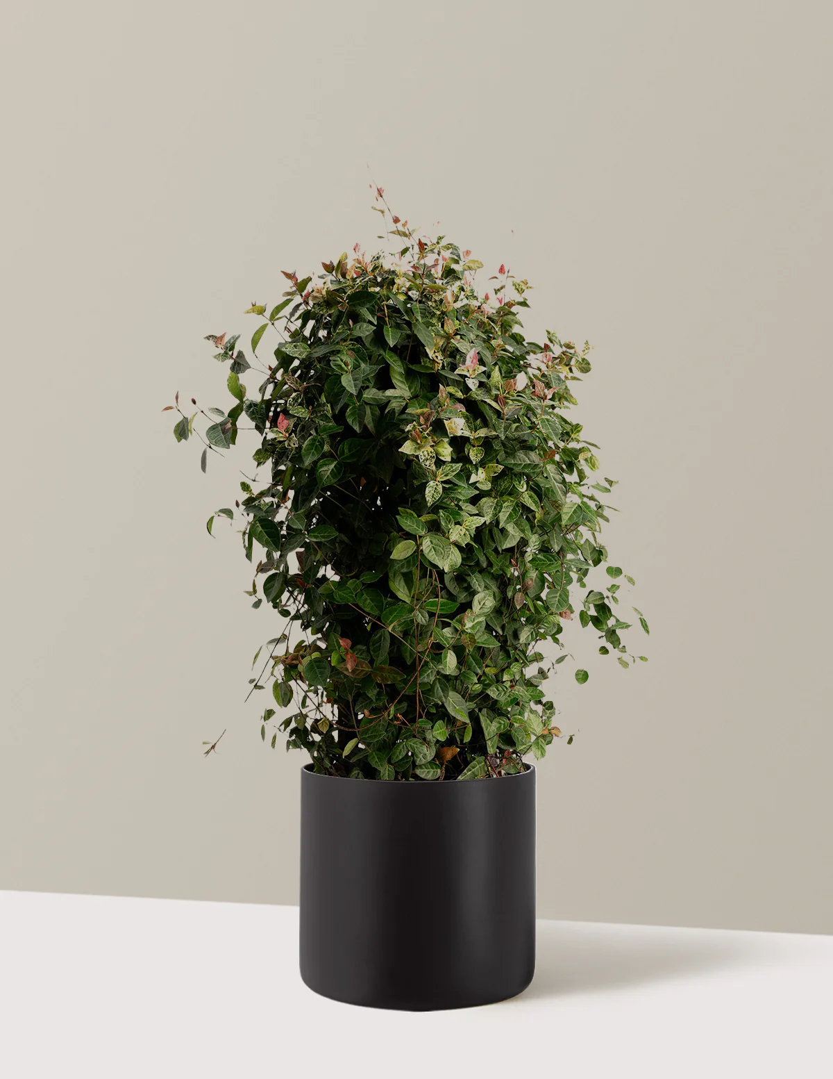 Snow-N-Summer™ Asiatic Jasmine - Image 24