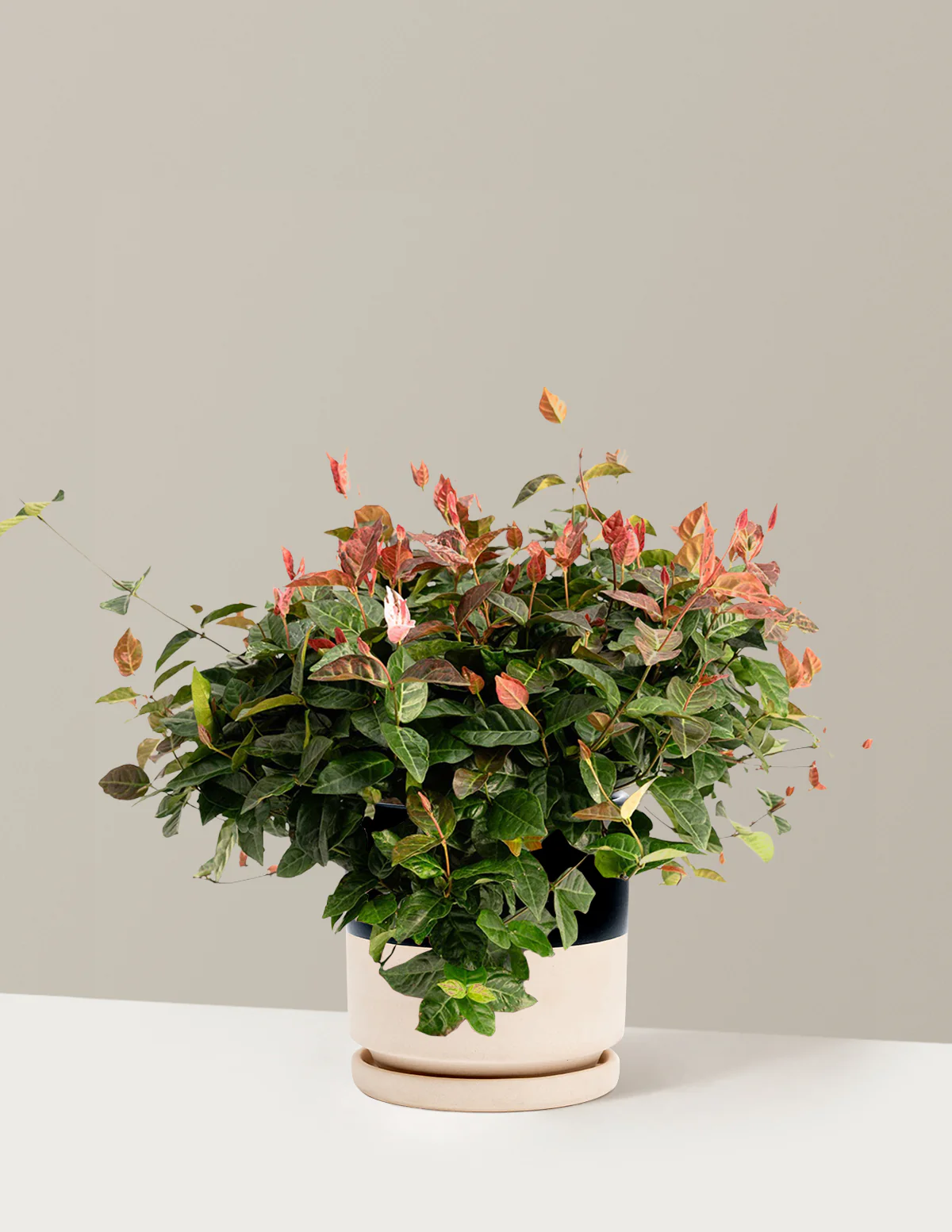 Snow-N-Summer™ Asiatic Jasmine - Image 25