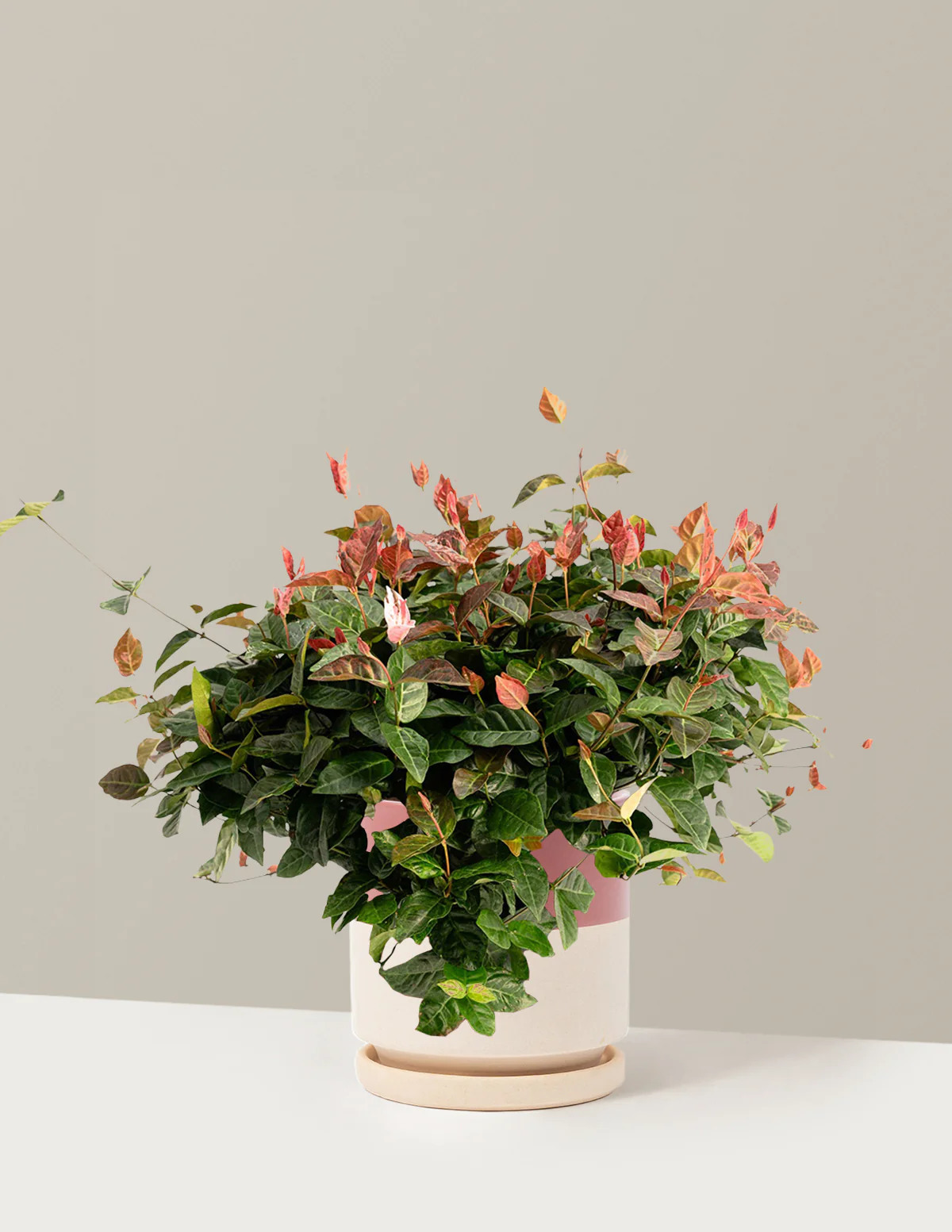 Snow-N-Summer™ Asiatic Jasmine - Image 26