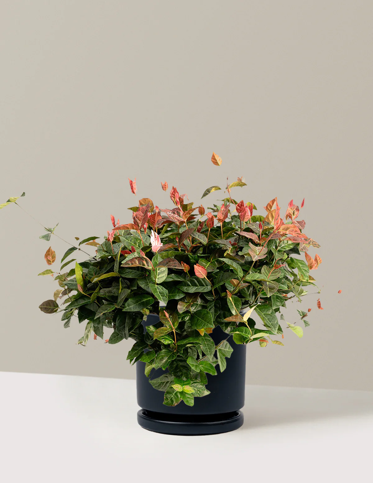 Snow-N-Summer™ Asiatic Jasmine - Image 27