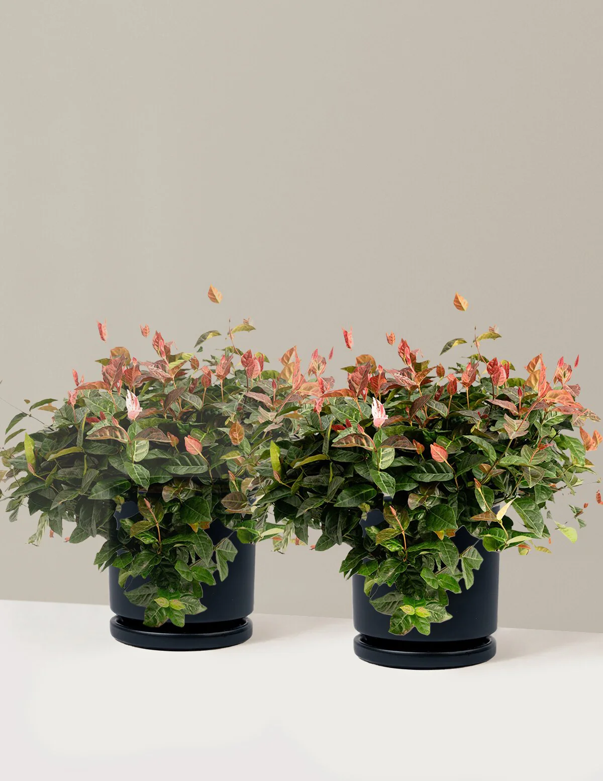 Snow-N-Summer™ Asiatic Jasmine - Image 28