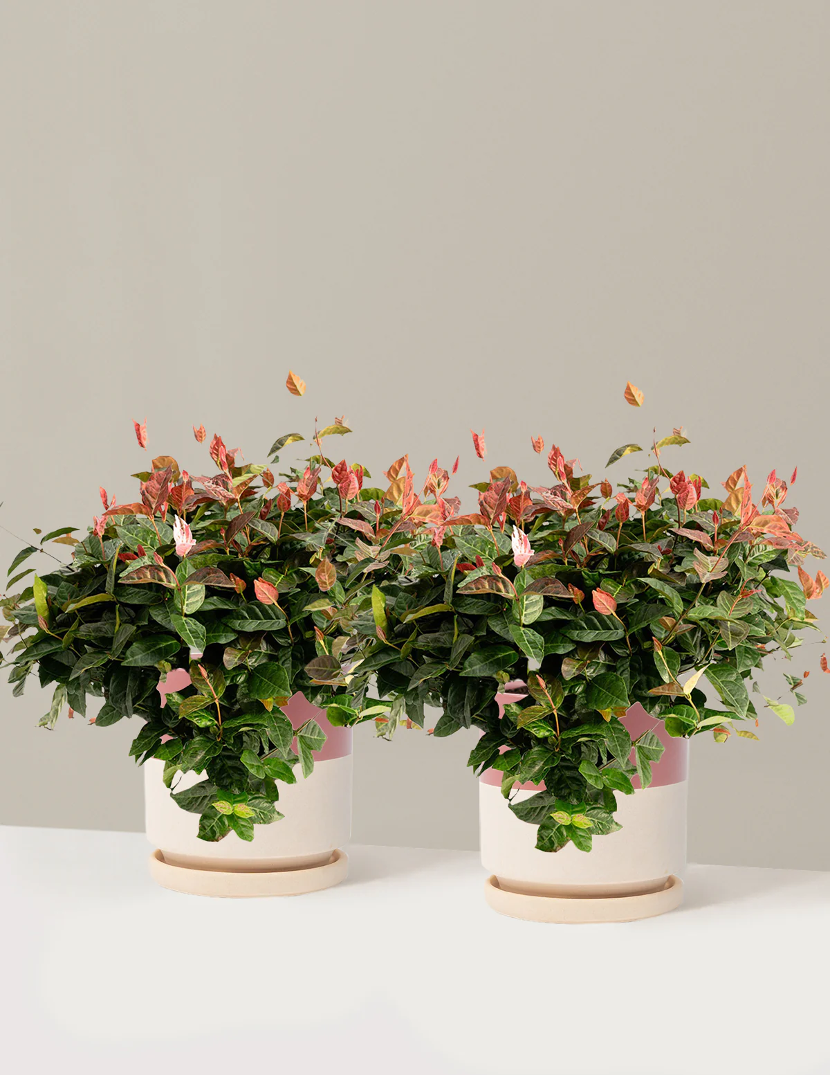 Snow-N-Summer™ Asiatic Jasmine - Image 29