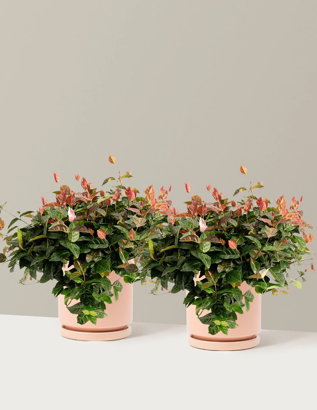 Snow-N-Summer™ Asiatic Jasmine - Image 30
