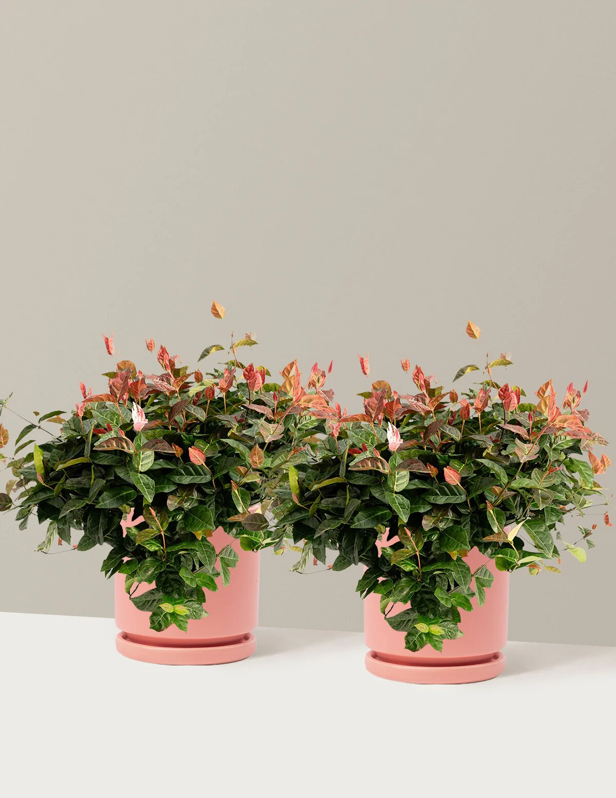 Snow-N-Summer™ Asiatic Jasmine - Image 31