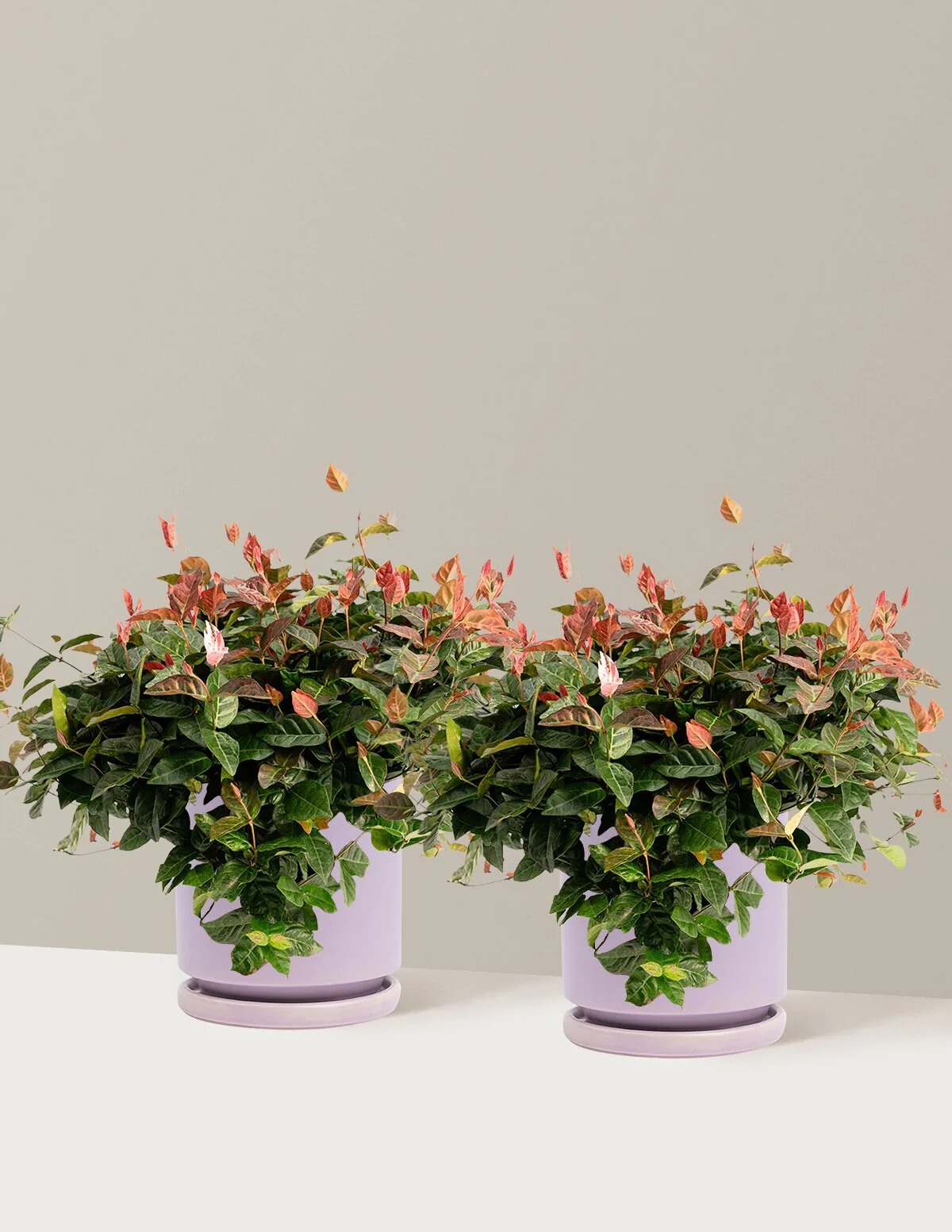 Snow-N-Summer™ Asiatic Jasmine - Image 32