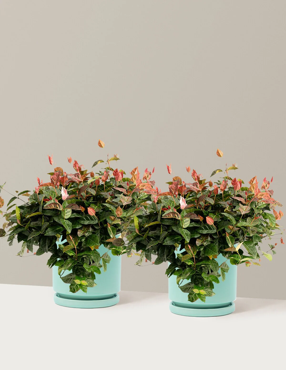 Snow-N-Summer™ Asiatic Jasmine - Image 33