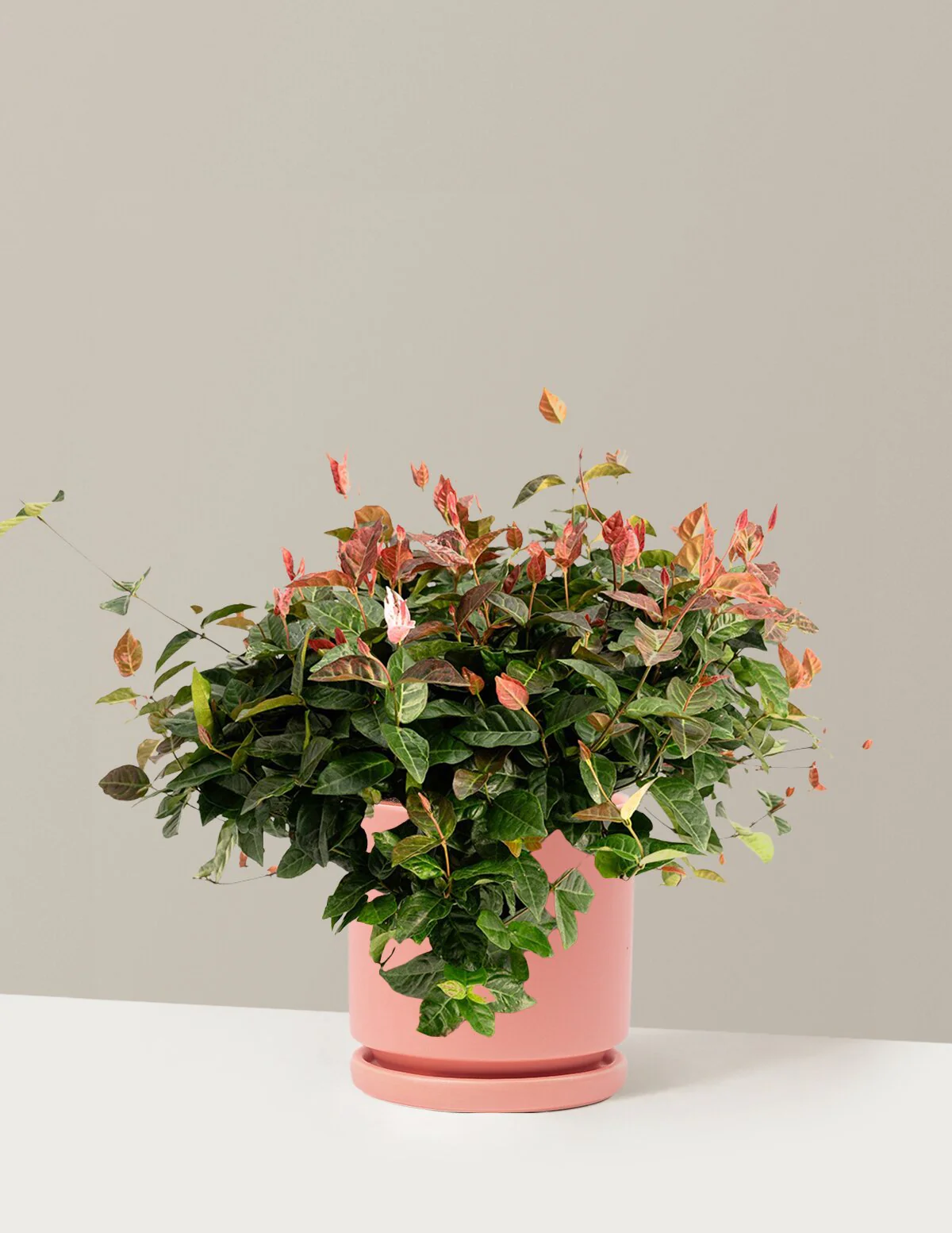 Snow-N-Summer™ Asiatic Jasmine - Image 34