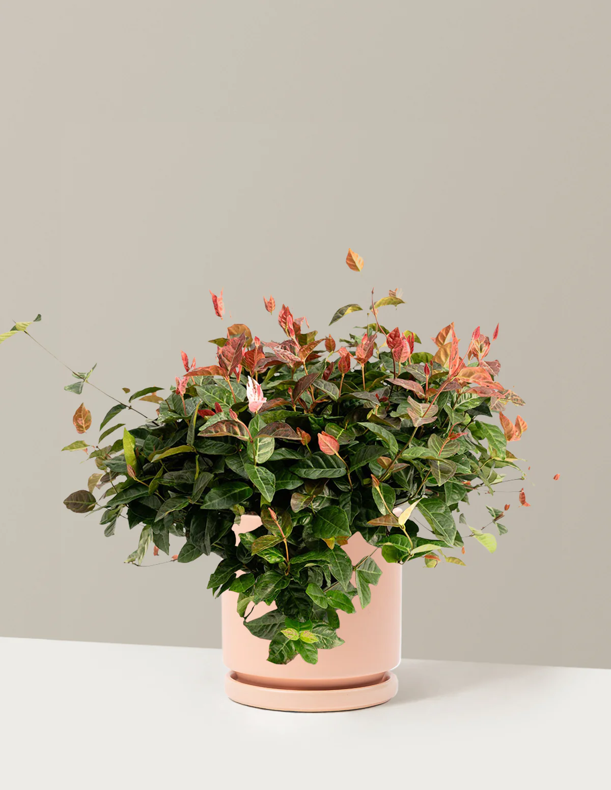Snow-N-Summer™ Asiatic Jasmine - Image 35