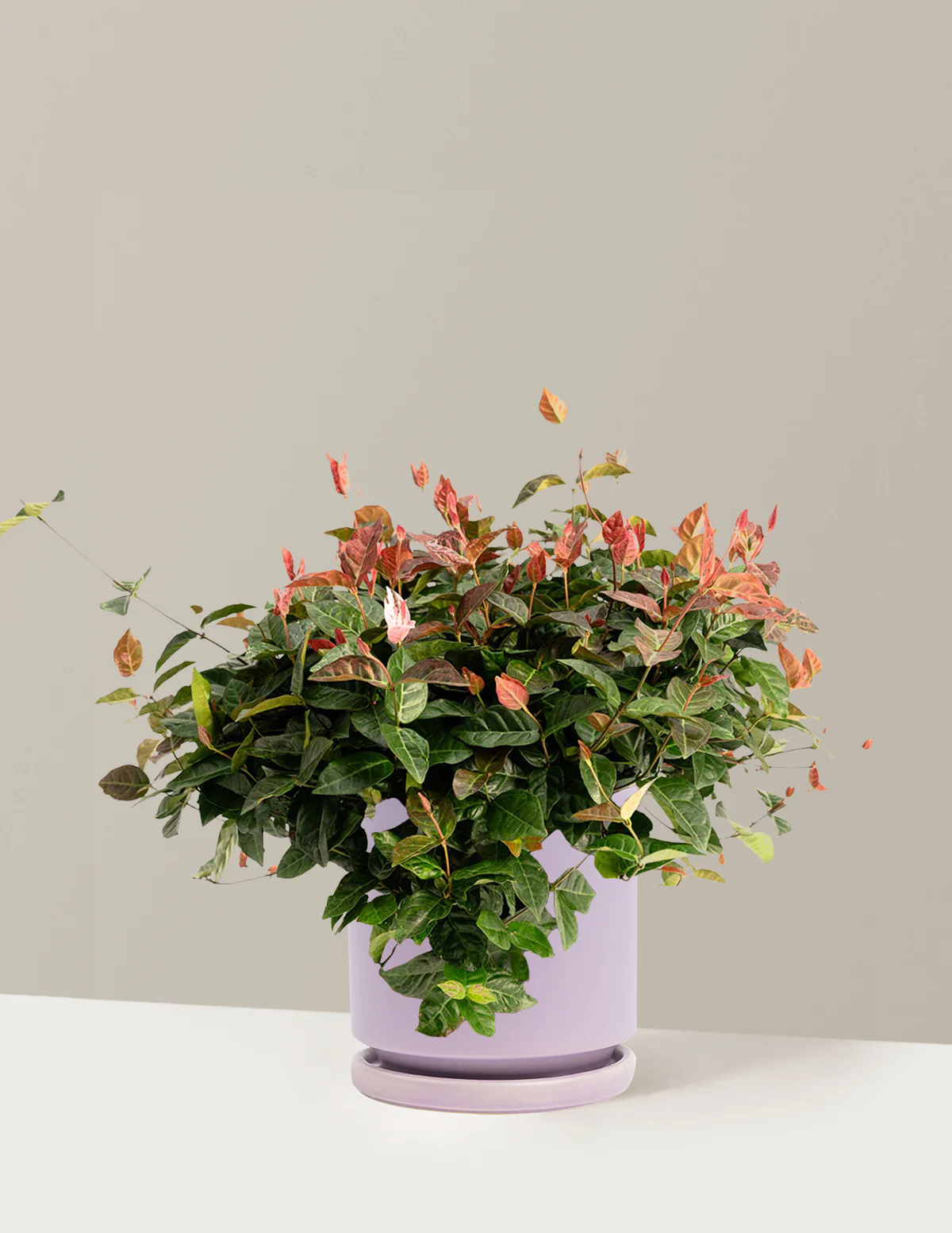 Snow-N-Summer™ Asiatic Jasmine - Image 36