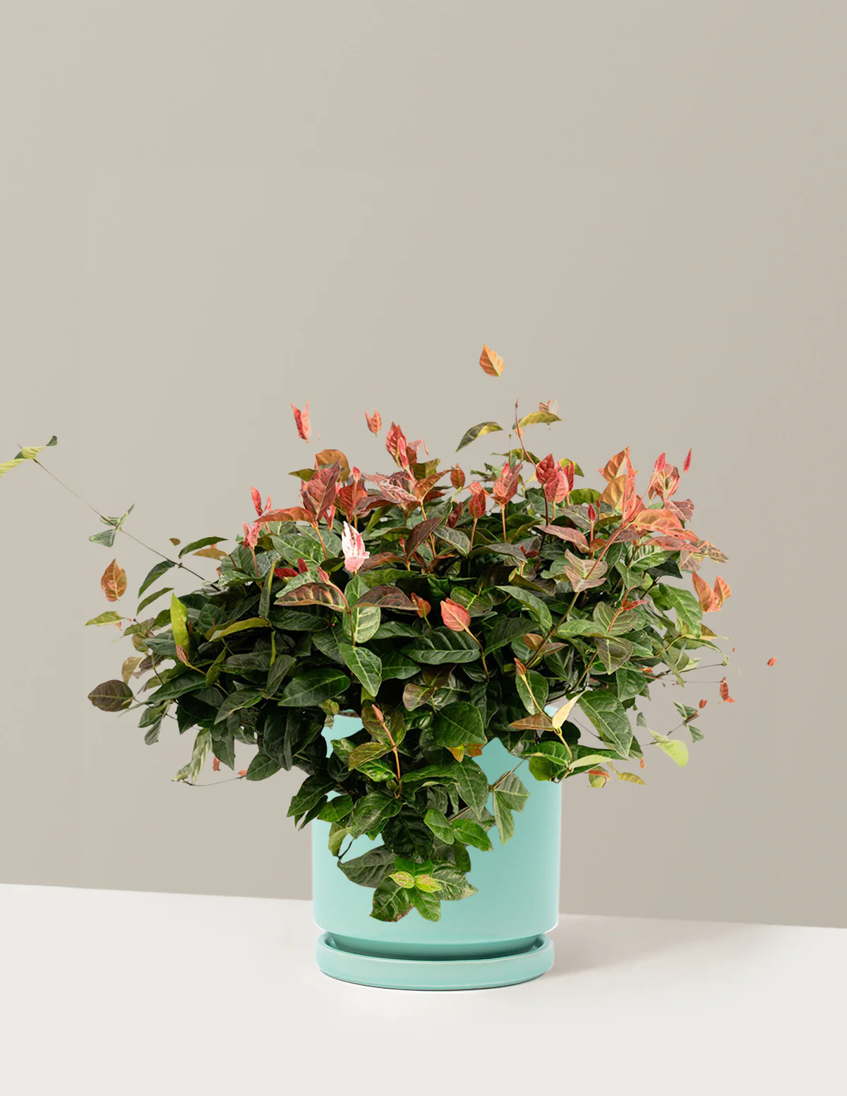 Snow-N-Summer™ Asiatic Jasmine - Image 37