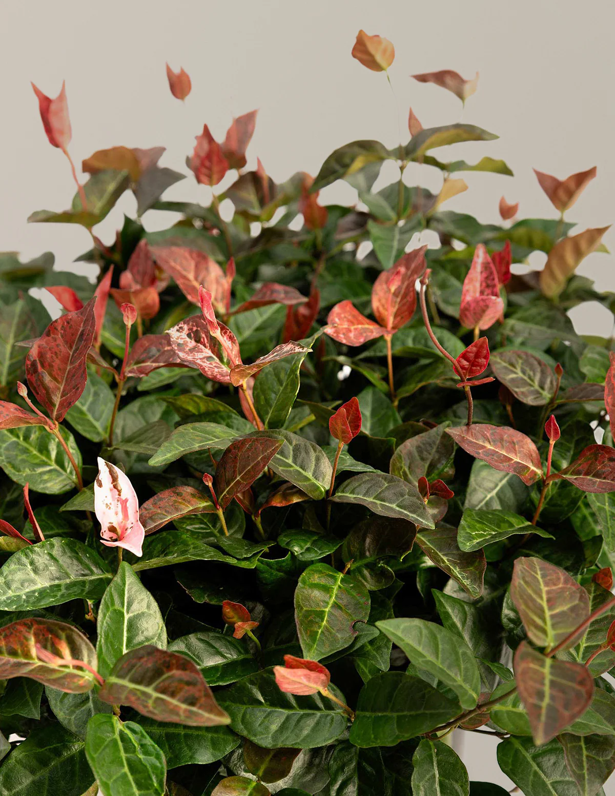 Snow-N-Summer™ Asiatic Jasmine - Image 5