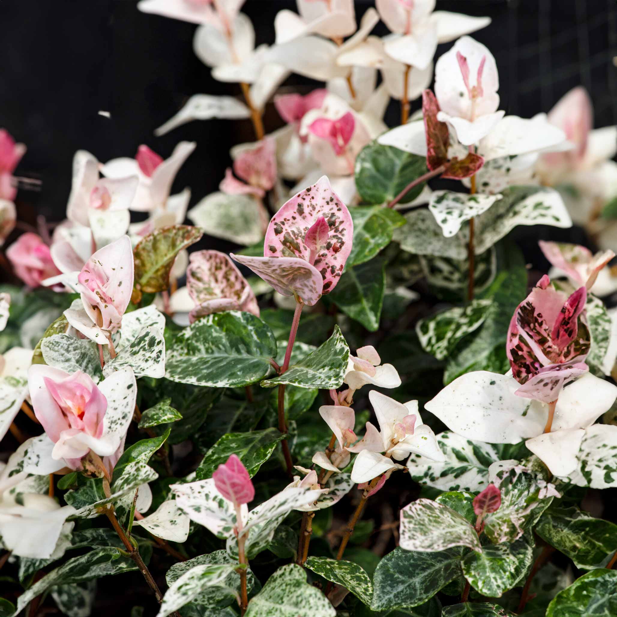 Snow-N-Summer™ Asiatic Jasmine - Image 8