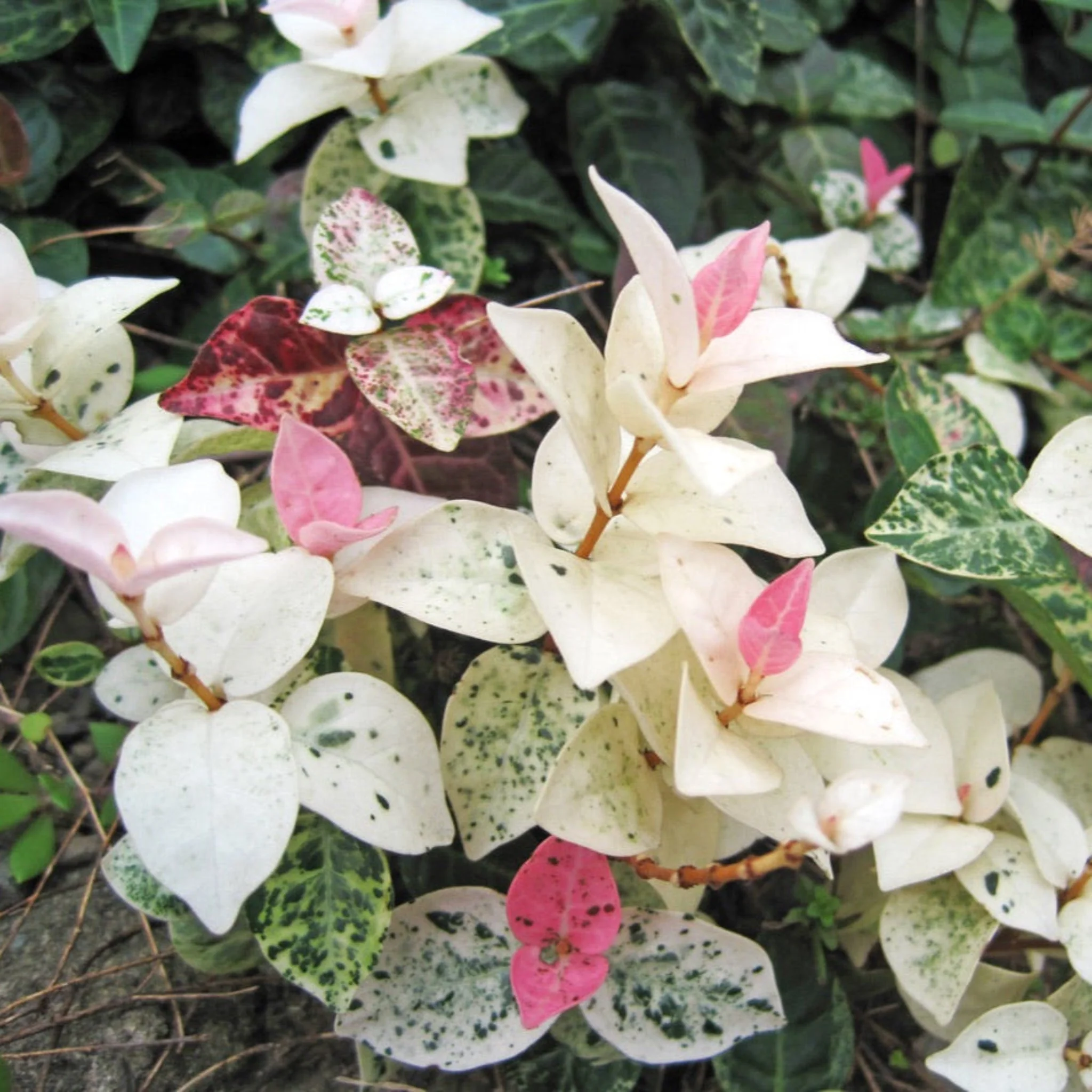 Snow-N-Summer™ Asiatic Jasmine - Image 9