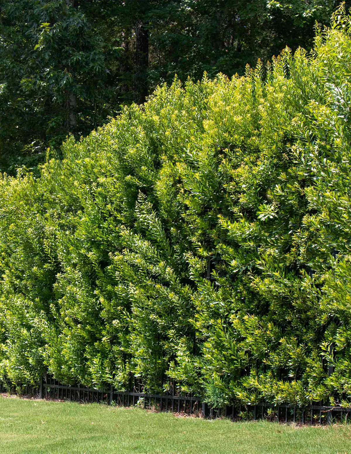 Southern Wax Myrtle - Image 3