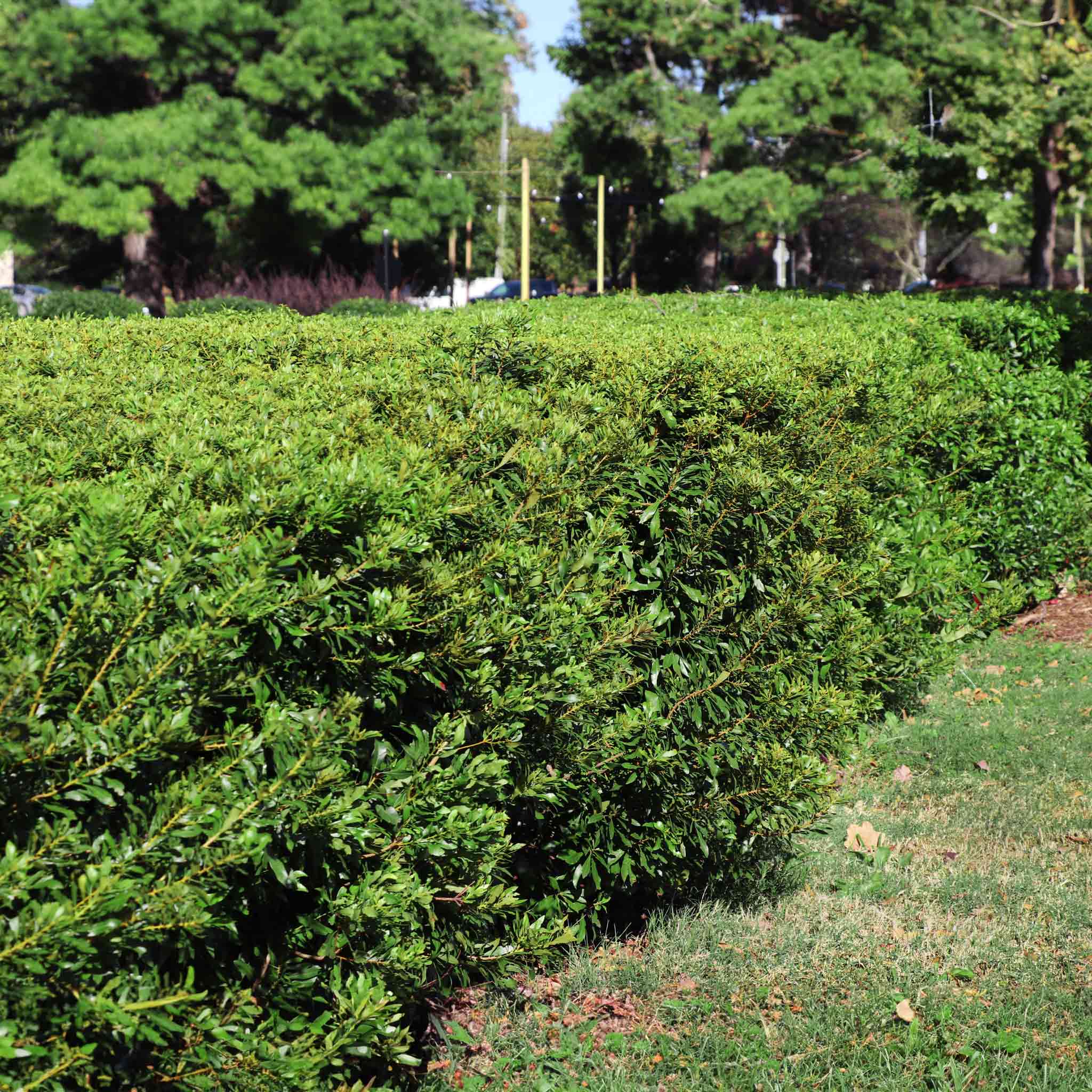 Southern Wax Myrtle - Image 4